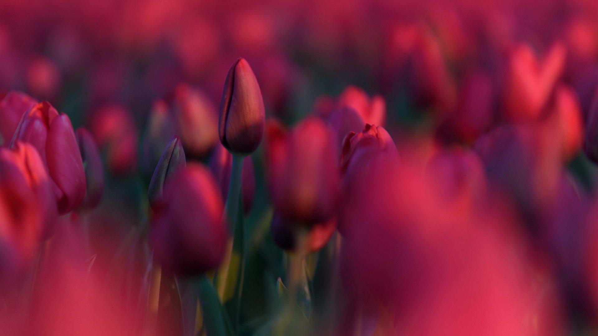 Обои цветы, природа, красные, весна, тюльпаны, flowers, nature, red, spring, tulips разрешение 1920x1200 Загрузить