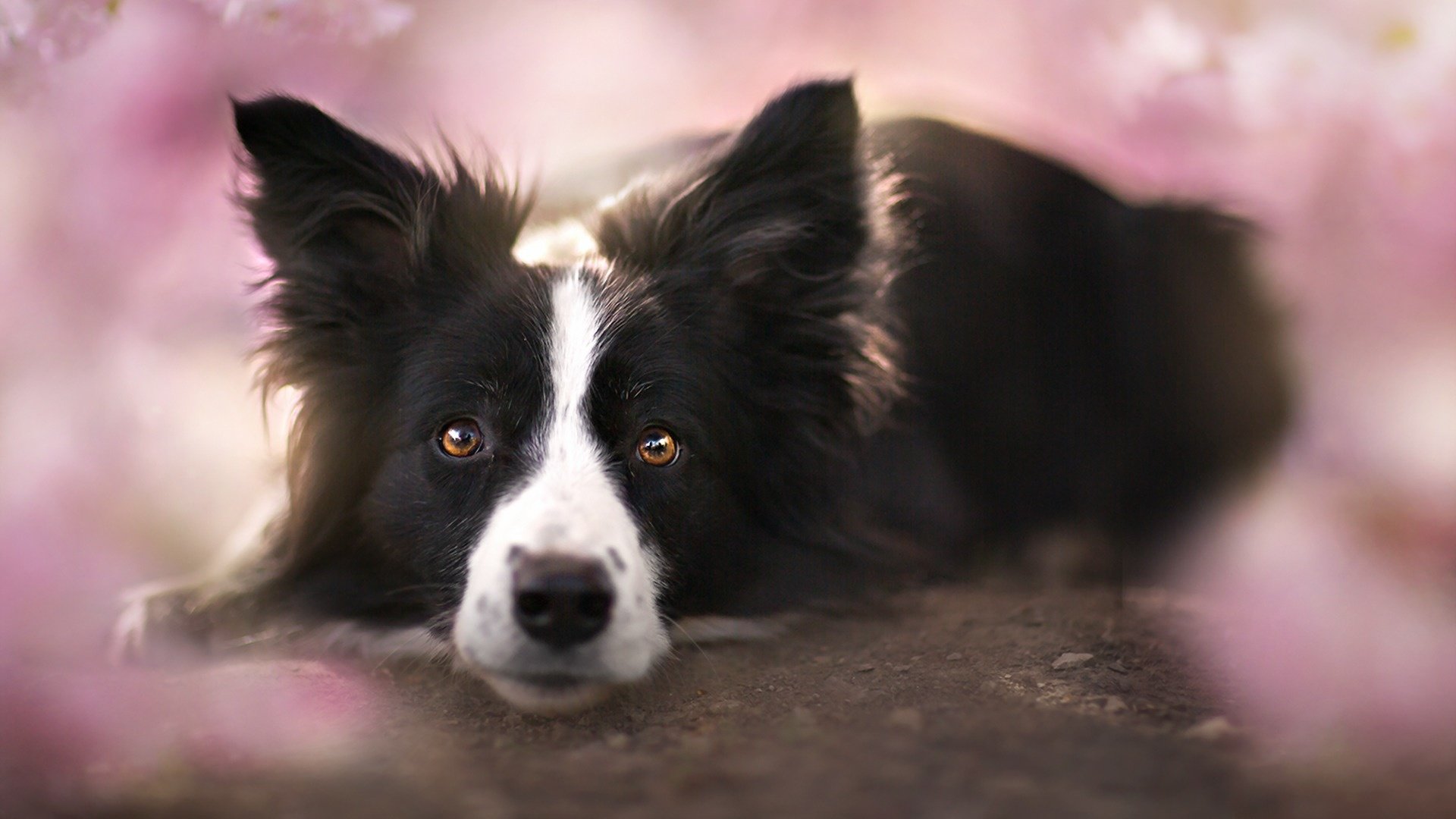 Обои взгляд, собака, друг, бордер-колли, look, dog, each, the border collie разрешение 1920x1209 Загрузить