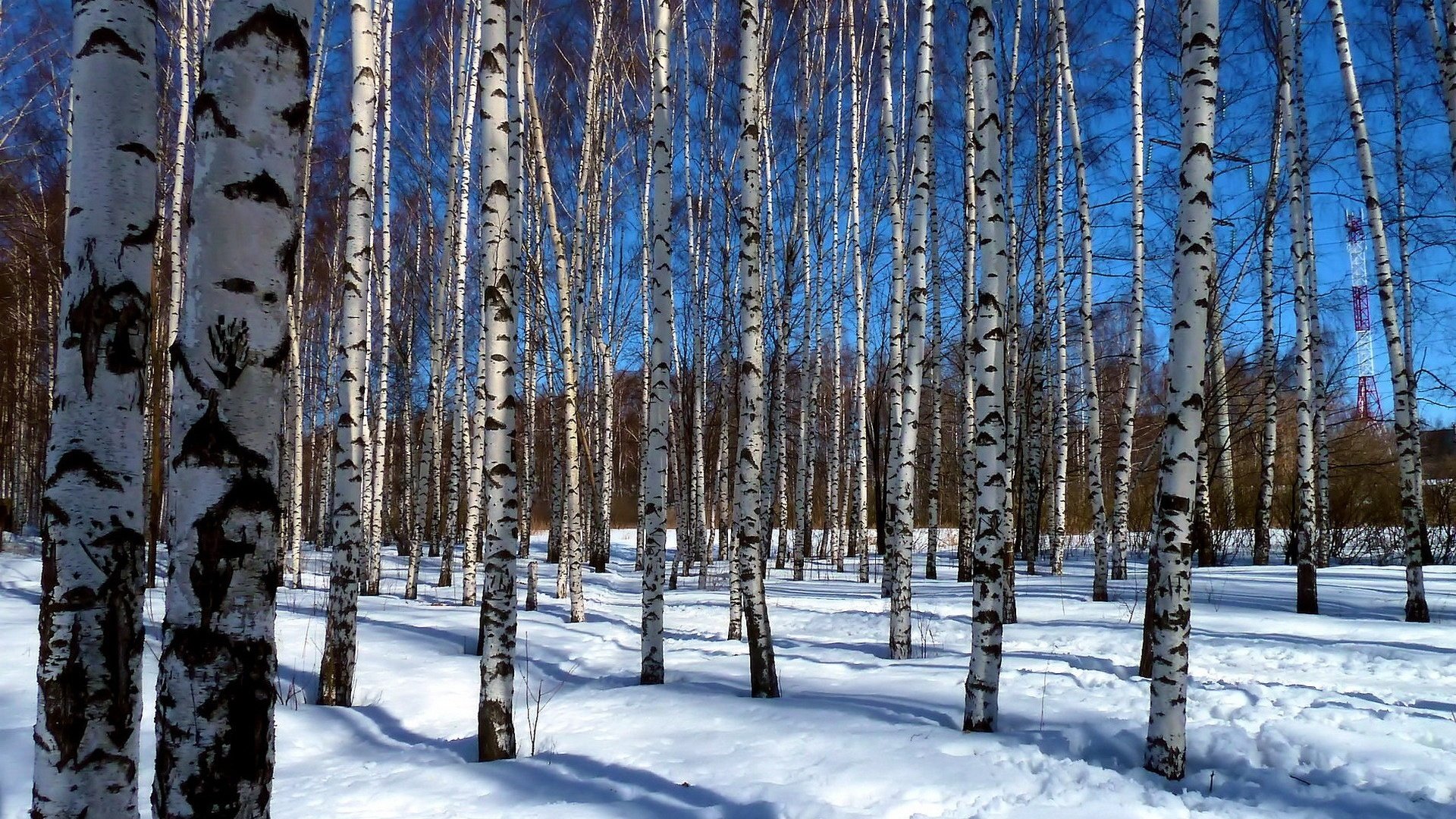 Обои деревья, снег, пейзаж, березы, роща, trees, snow, landscape, birch, grove разрешение 1920x1200 Загрузить