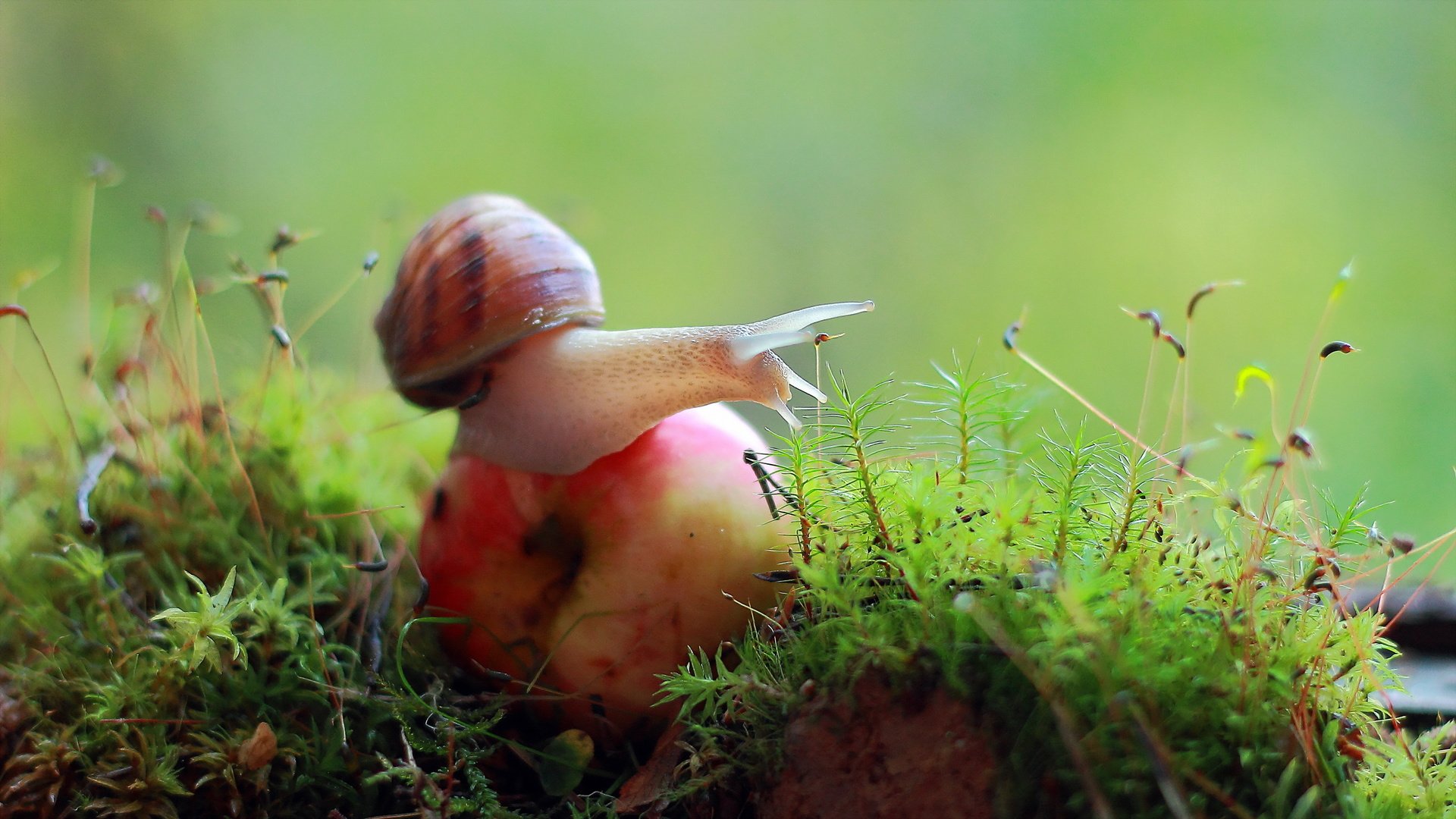 Обои природа, макро, мох, яблоко, улитка, nature, macro, moss, apple, snail разрешение 2560x1440 Загрузить