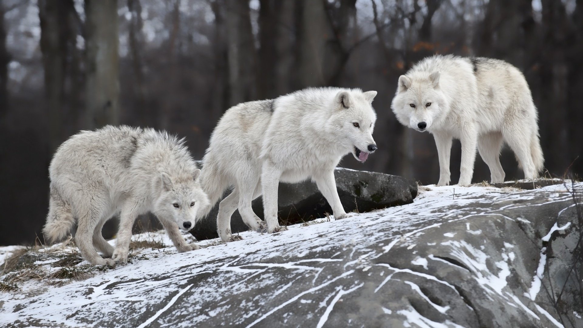 Обои природа, лес, зима, белые, волки, волки.стая, nature, forest, winter, white, wolves, wolves.pack разрешение 1920x1200 Загрузить