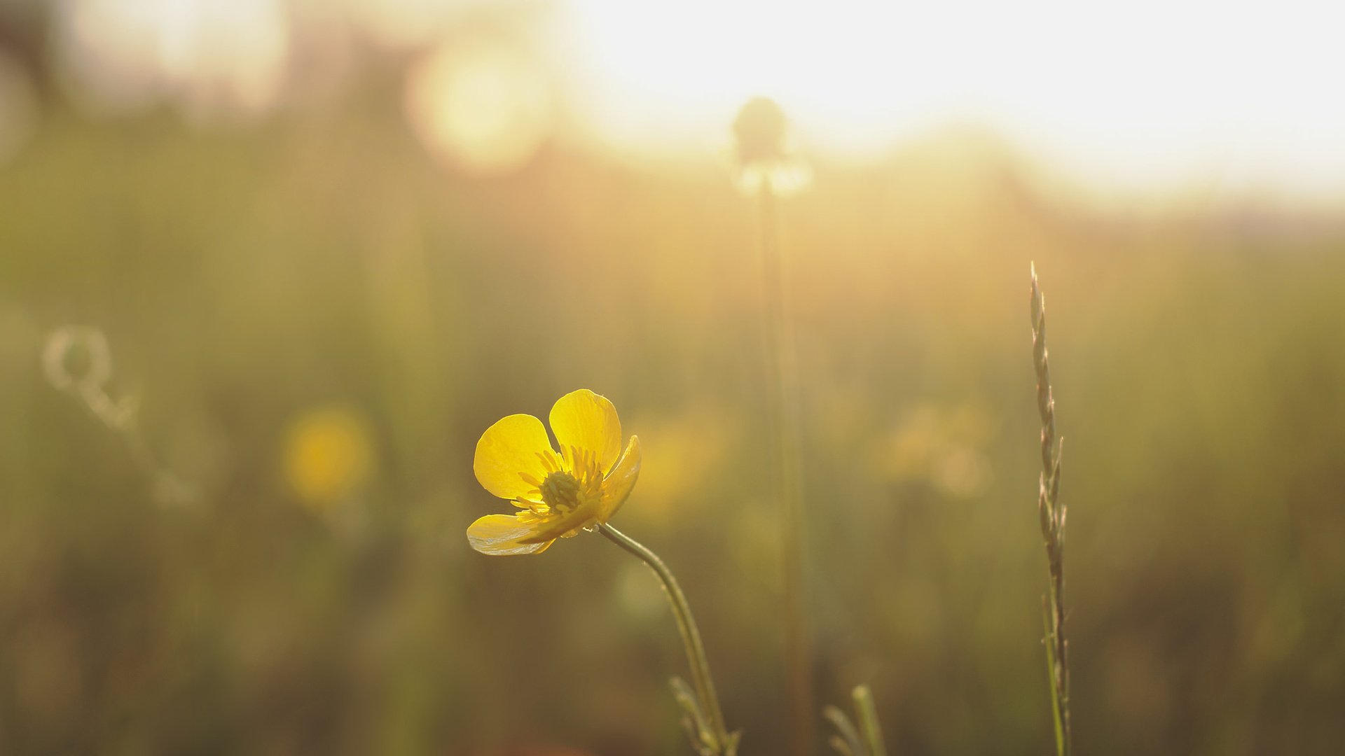 Обои солнце, природа, желтый, лучи, цветок, луг, the sun, nature, yellow, rays, flower, meadow разрешение 2048x1360 Загрузить