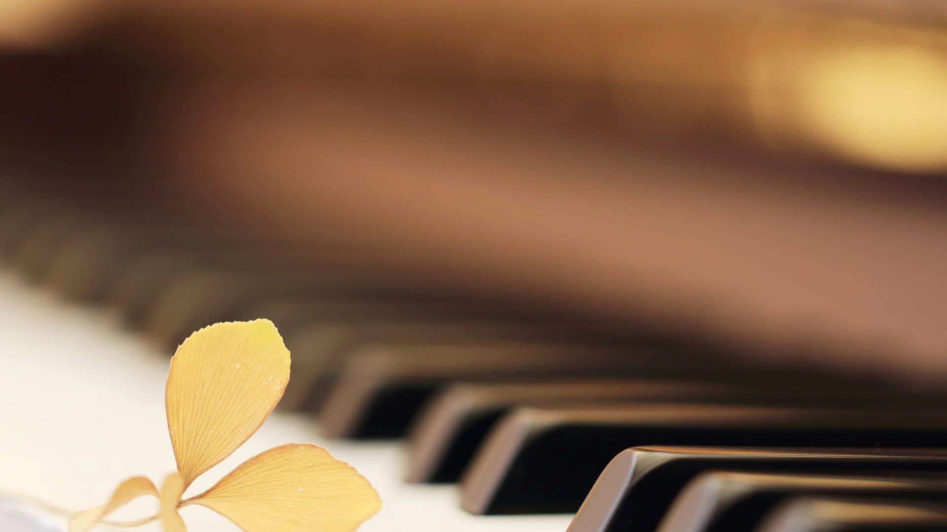 Обои макро, цветок, музыка, пианино, клавиши, macro, flower, music, piano, keys разрешение 2573x1716 Загрузить