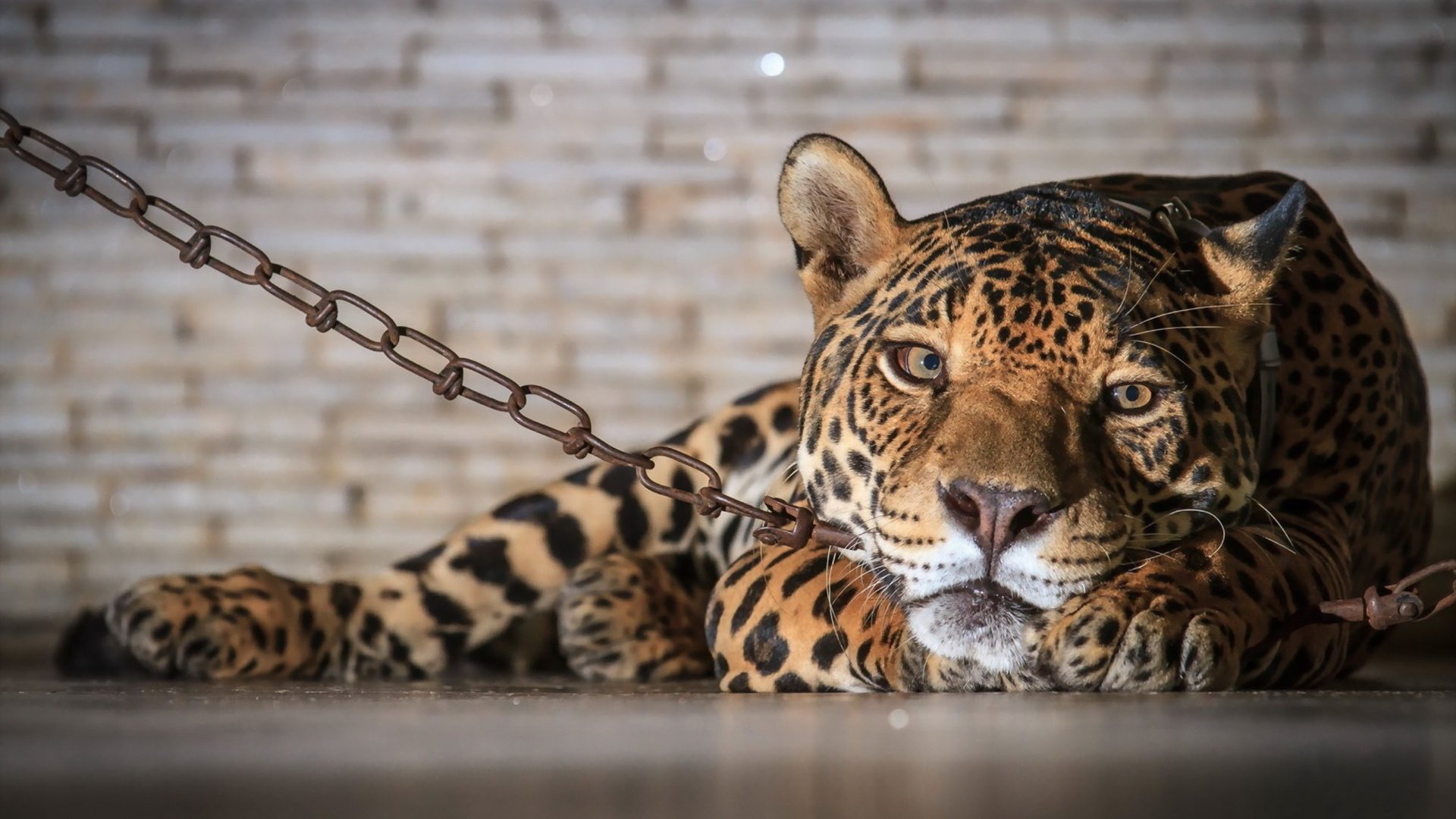 Обои леопард, хищник, ягуар, цепь, неволя, leopard, predator, jaguar, chain, bondage разрешение 1920x1200 Загрузить