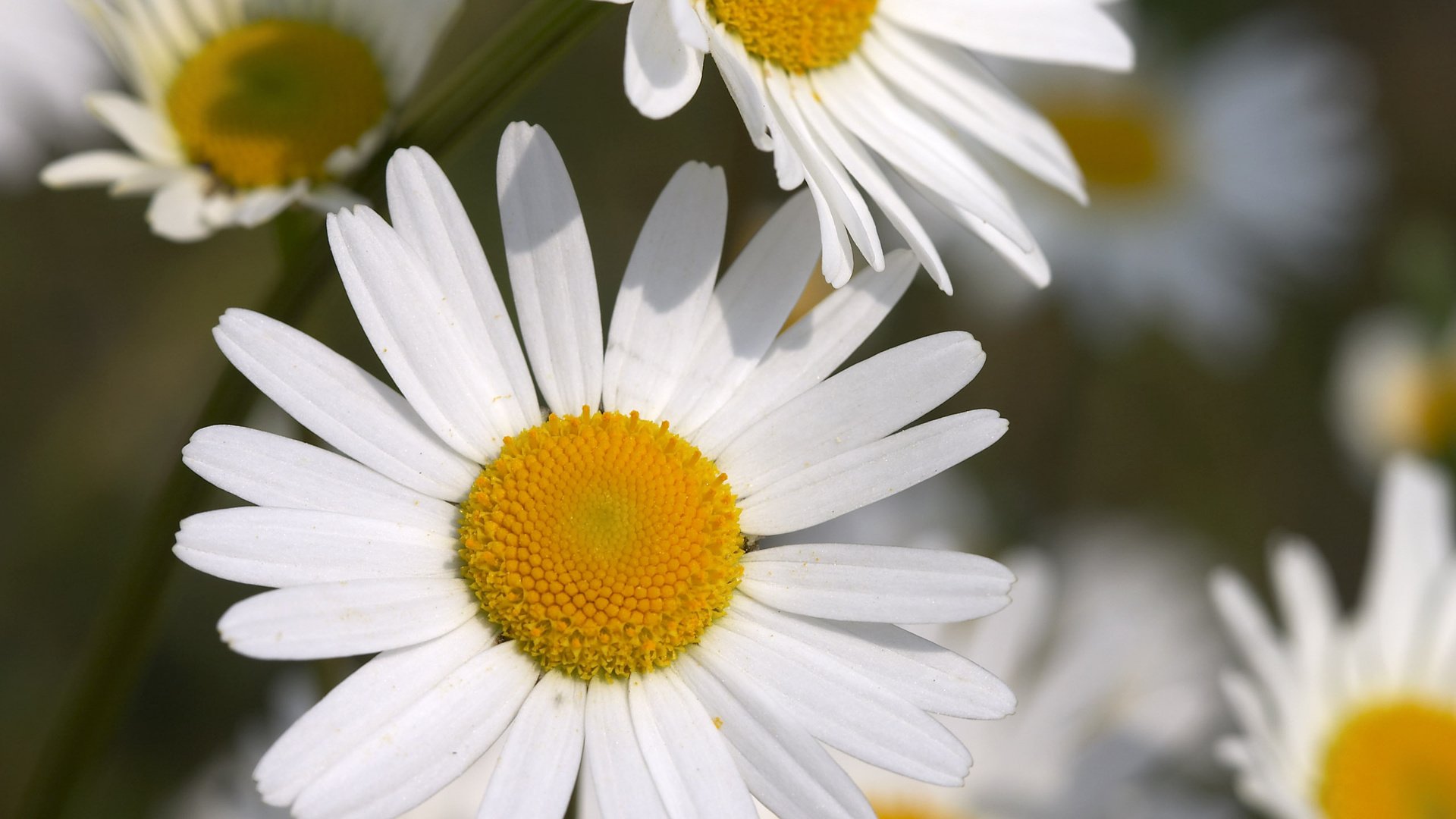 Обои цветы, макро, лепестки, ромашки, белые, flowers, macro, petals, chamomile, white разрешение 2560x1600 Загрузить