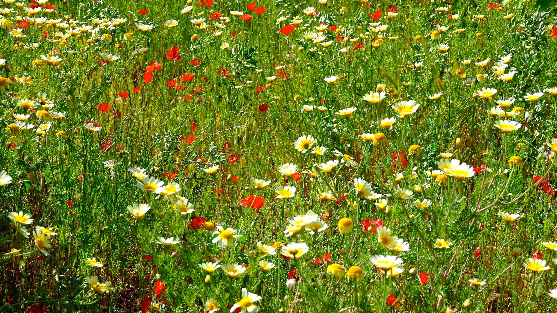 Обои цветы, трава, поле, маки, луг, ромашки, flowers, grass, field, maki, meadow, chamomile разрешение 2048x1369 Загрузить