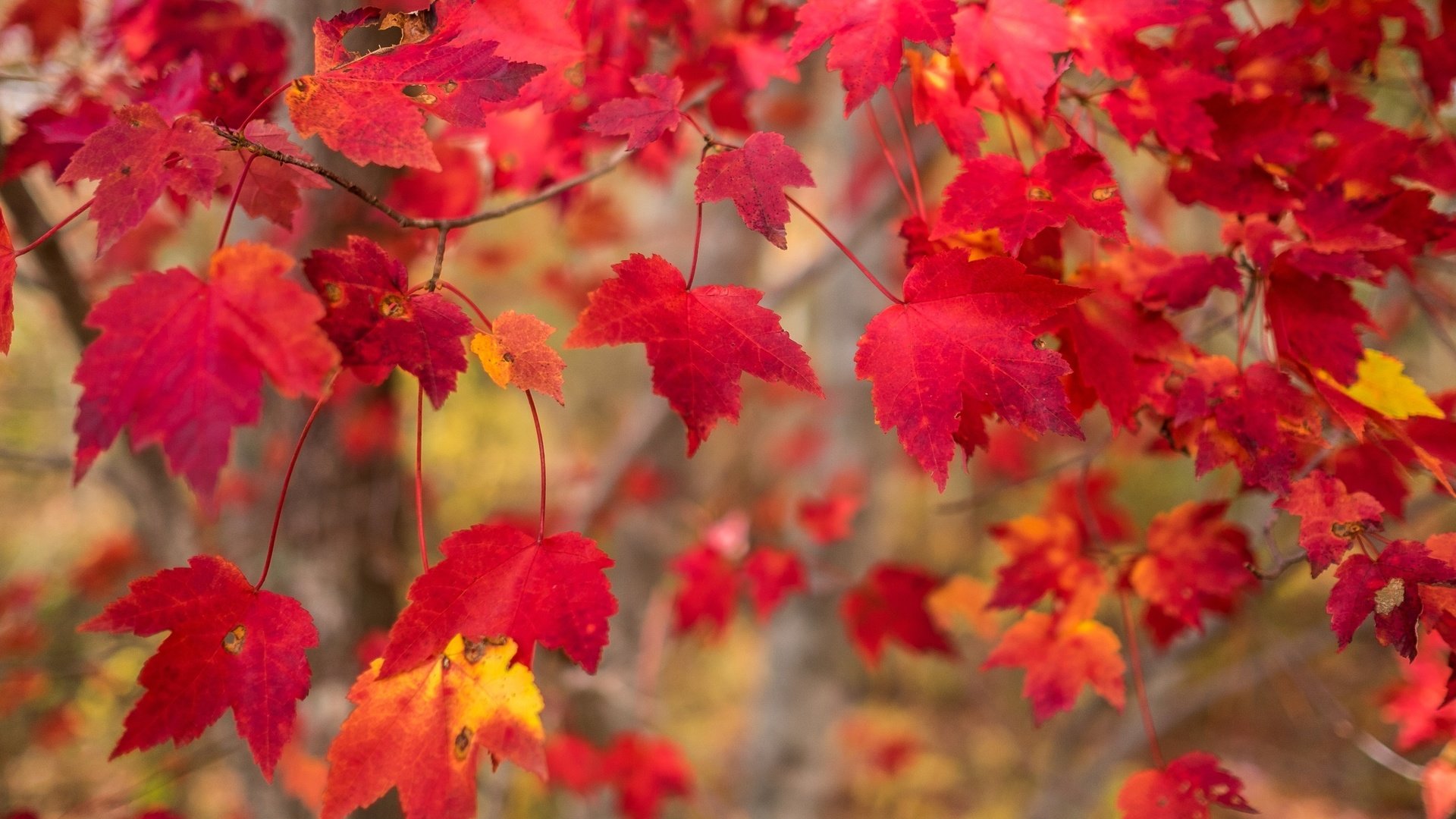 Обои природа, листья, макро, ветки, осень, nature, leaves, macro, branches, autumn разрешение 2595x1730 Загрузить