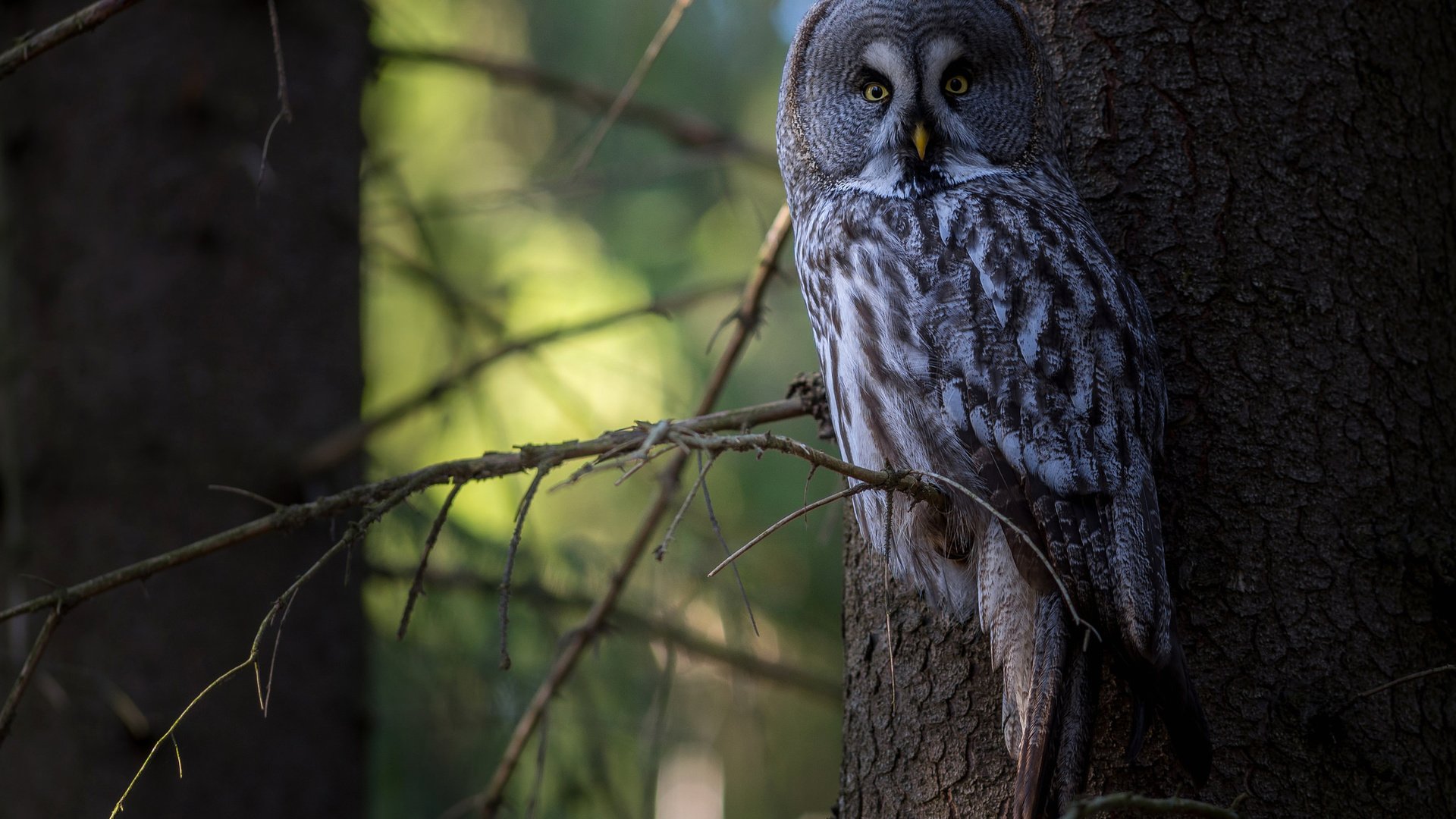 Обои сова, дерево, лес, птица, неясыть,   сова, owl, tree, forest, bird разрешение 2048x1337 Загрузить