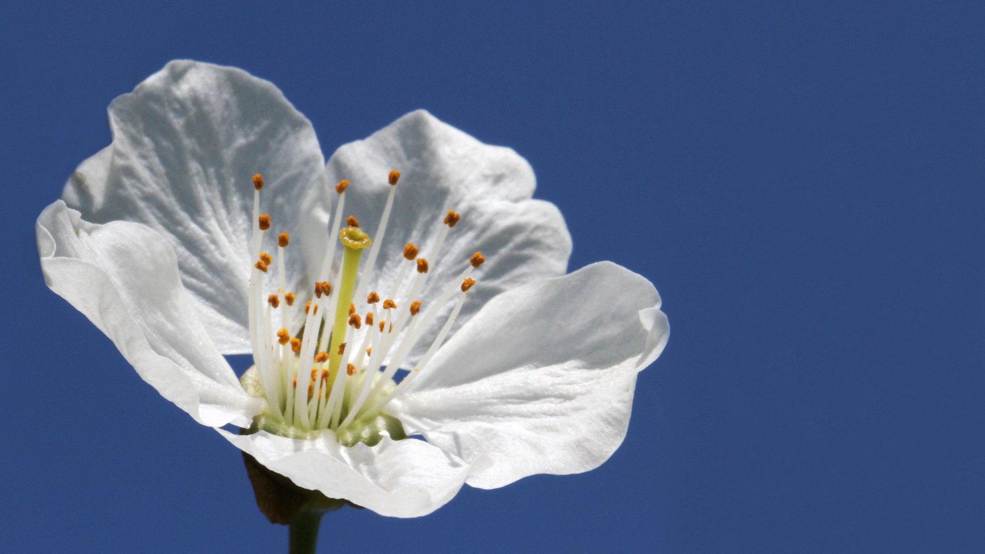 Обои небо, макро, цветок, белый, весна, яблоня, leo.lopez, the sky, macro, flower, white, spring, apple разрешение 2048x1269 Загрузить