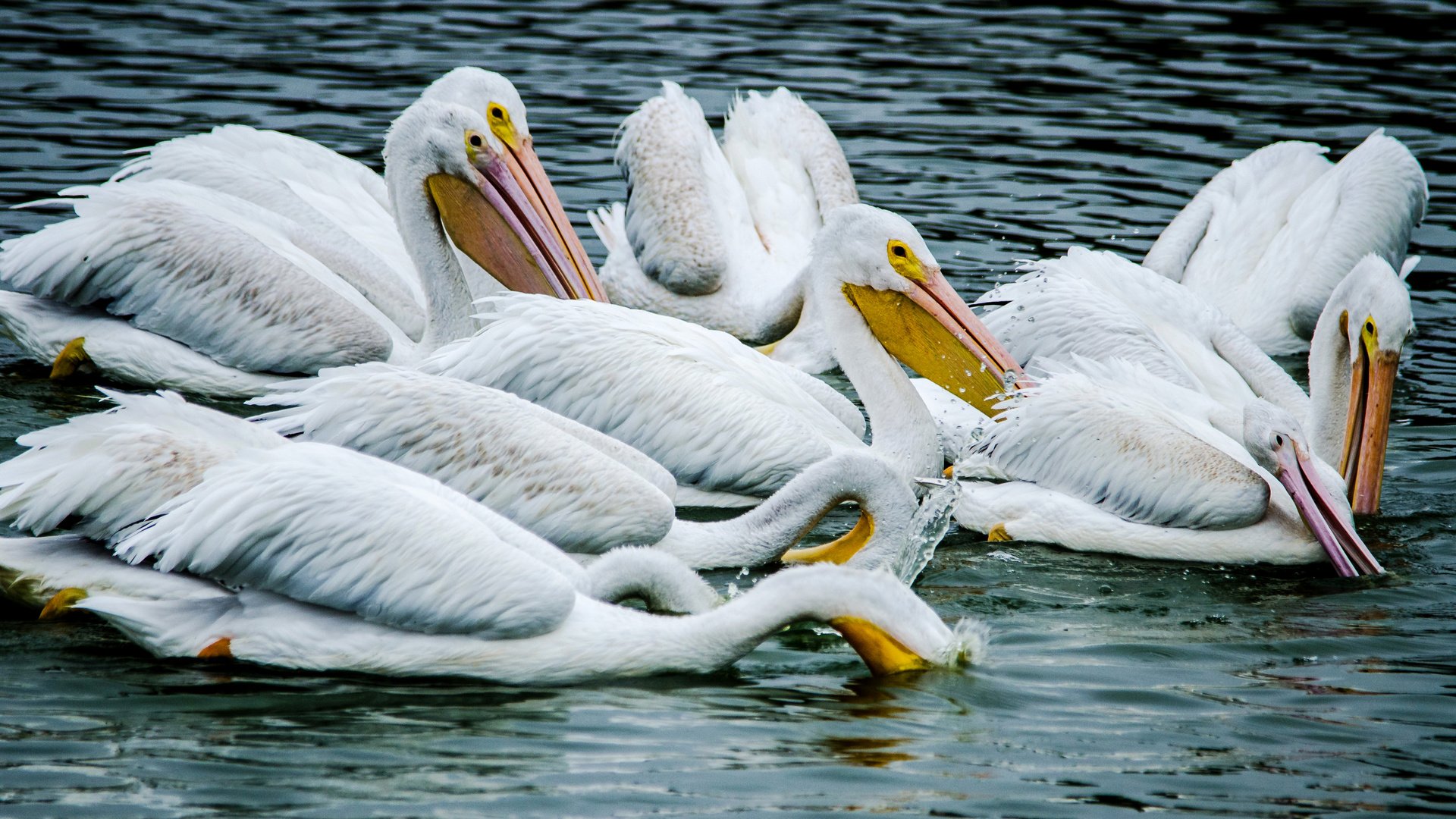 Обои вода, птицы, пеликан, пеликаны, птаха, water, birds, pelican, pelicans, bird разрешение 2950x1900 Загрузить