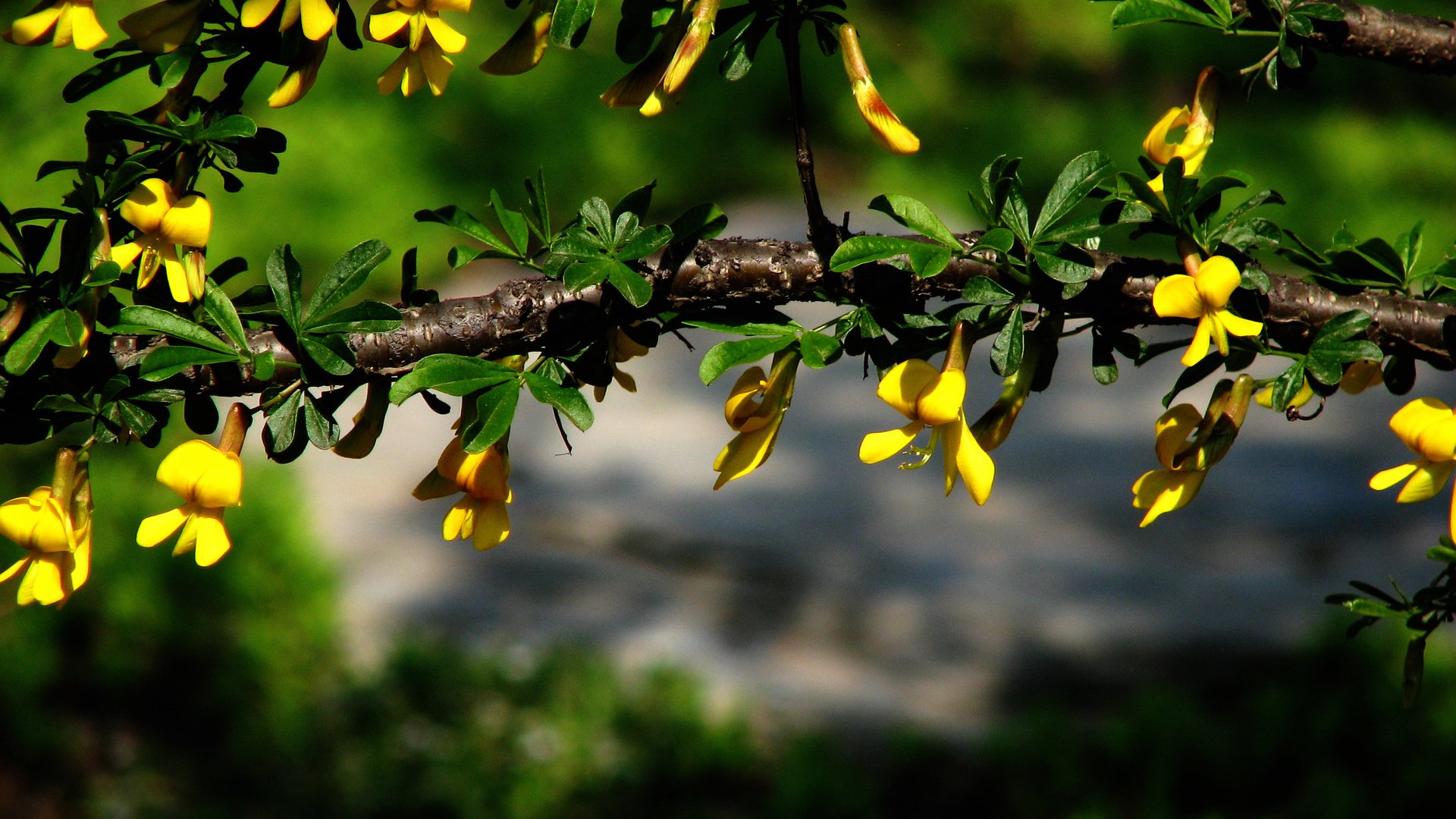 Обои цветы, ветка, листья, макро, размытость, зеленые, желтые, flowers, branch, leaves, macro, blur, green, yellow разрешение 2816x1764 Загрузить