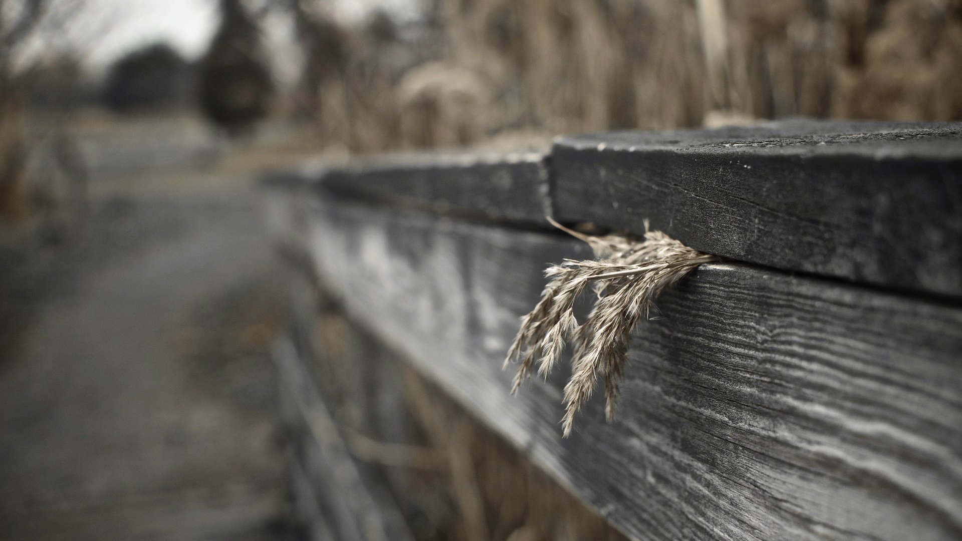 Обои трава, макро, забор, сухая, деревянный, grass, macro, the fence, dry, wooden разрешение 2560x1600 Загрузить