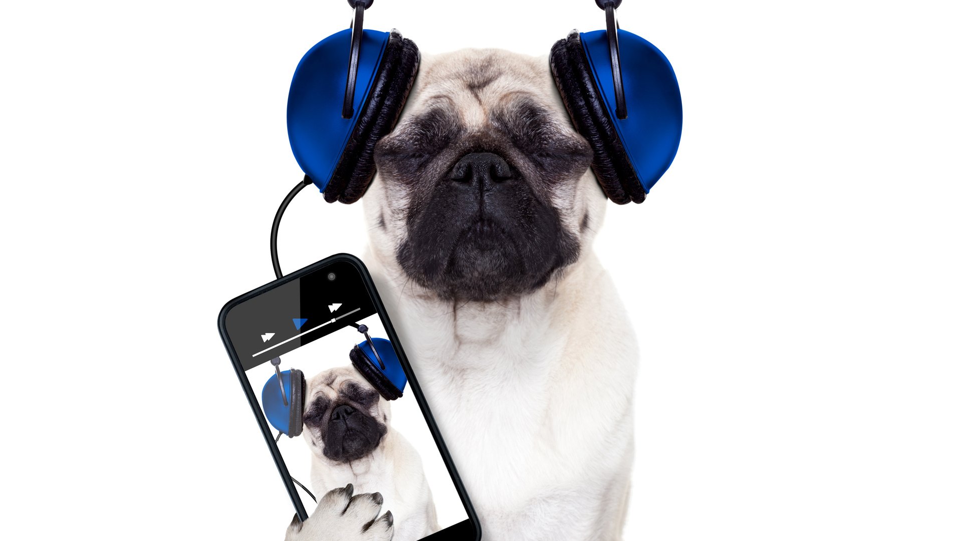 Обои собака, наушники, юмор, белый фон, телефон, мопс, смартфон, dog, headphones, humor, white background, phone, pug, smartphone разрешение 5700x4500 Загрузить