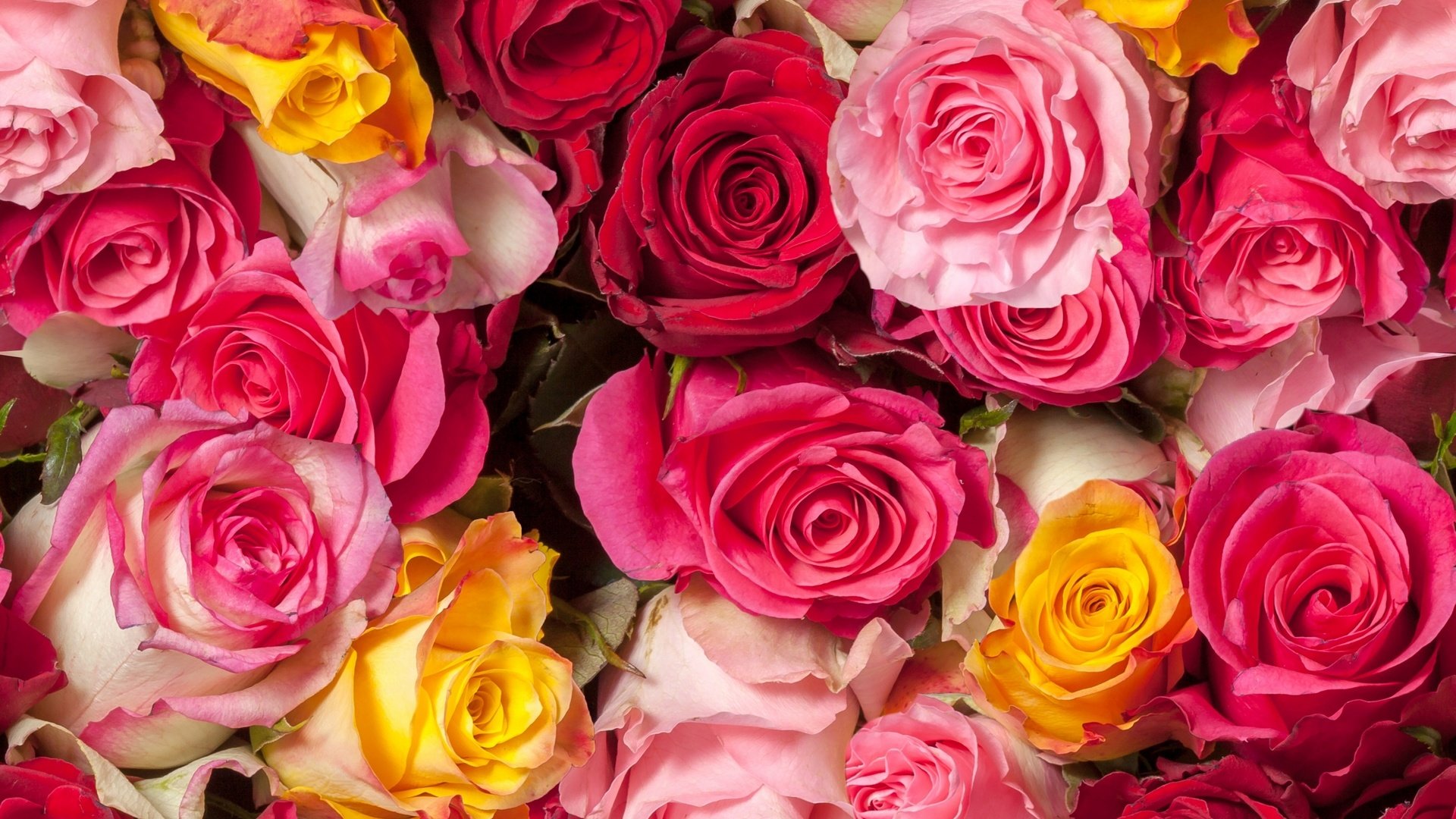 Обои цветы, бутоны, розы, много, flowers, buds, roses, a lot разрешение 1920x1441 Загрузить