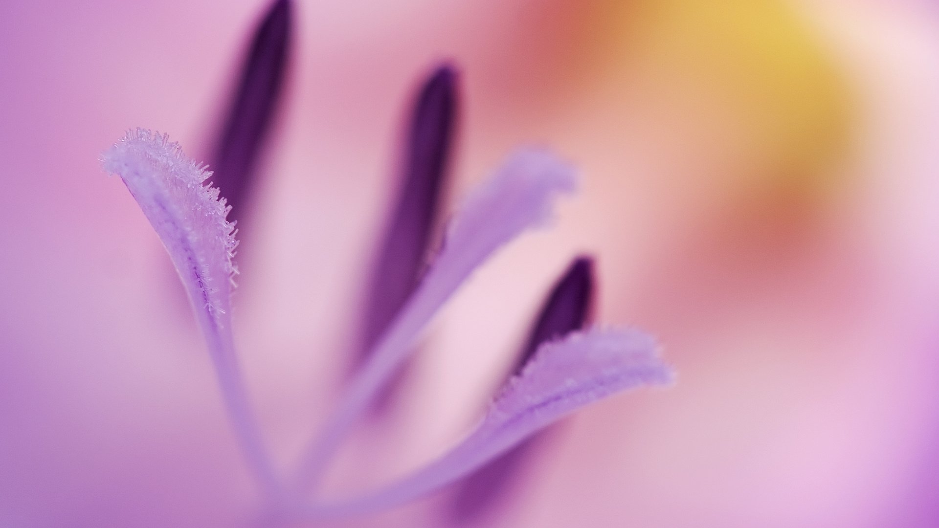 природа роса цветок фиолетовый скачать