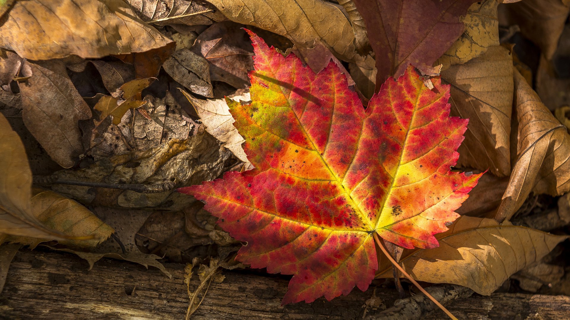 Обои природа, листья, макро, осень, сухие, nature, leaves, macro, autumn, dry разрешение 2048x1566 Загрузить