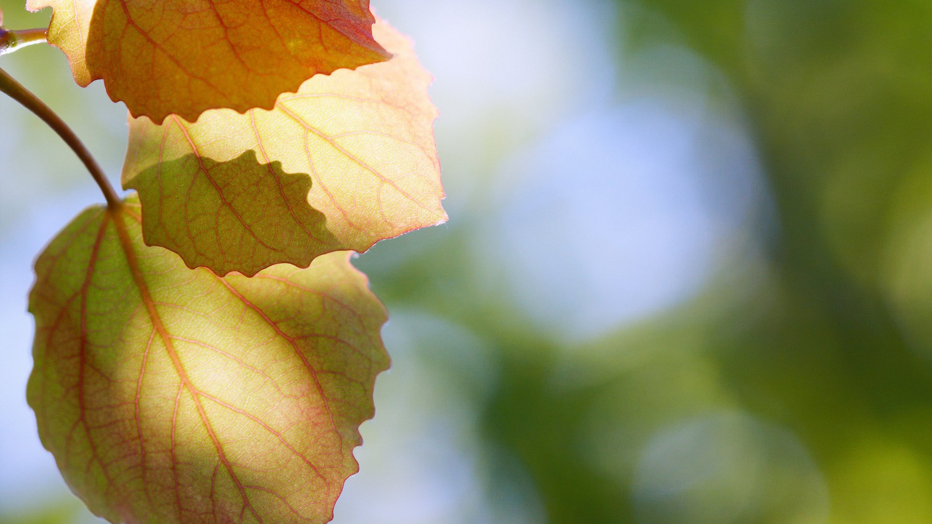 Обои природа, листья, макро, осень, блики, осенние листья, nature, leaves, macro, autumn, glare, autumn leaves разрешение 1920x1280 Загрузить