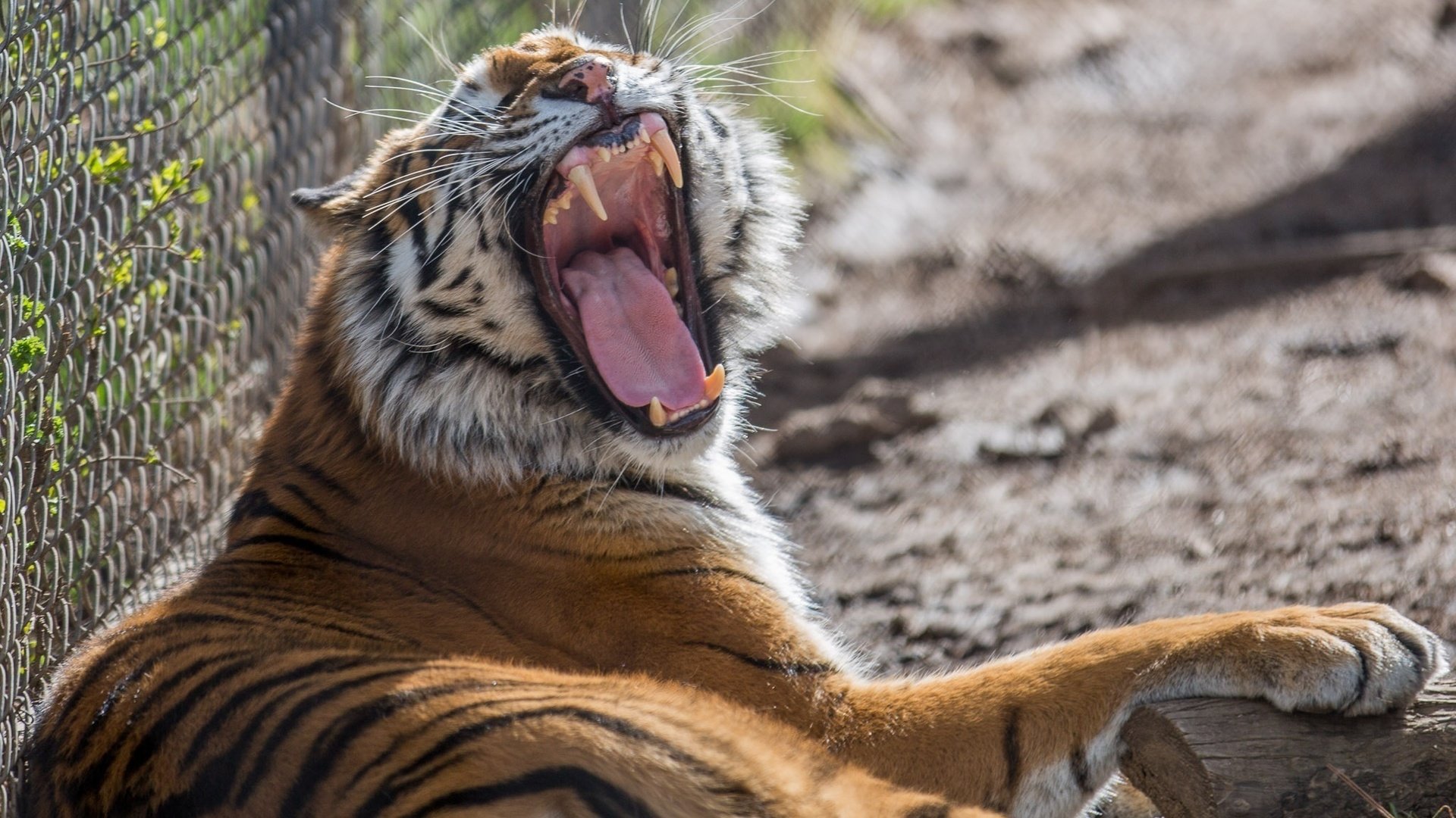 Обои тигр, клыки, хищник, зевает, зоопарк, дикая кошка, tiger, fangs, predator, yawns, zoo, wild cat разрешение 2048x1357 Загрузить