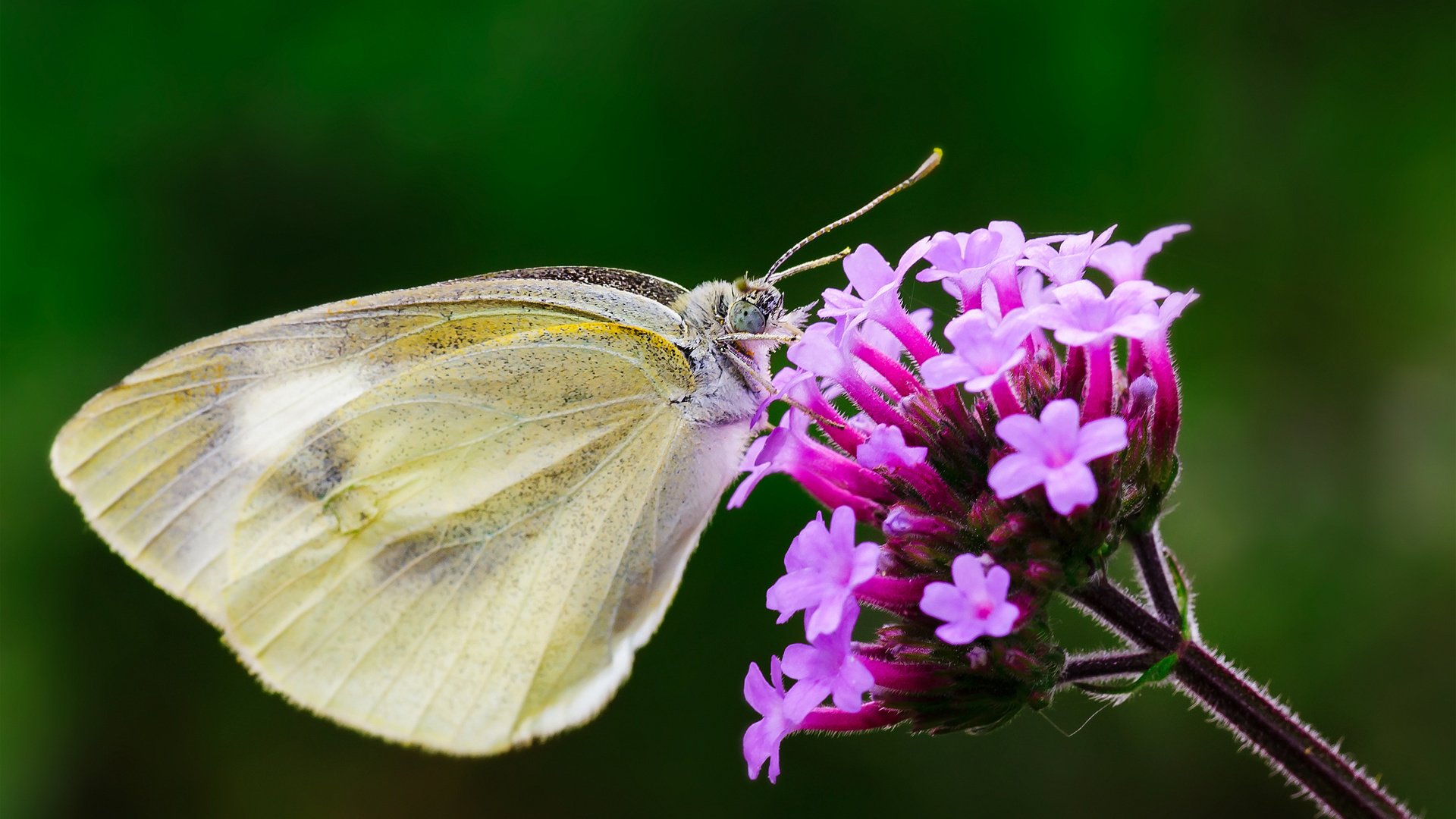 Обои макро, насекомое, цветок, бабочка, крылья, macro, insect, flower, butterfly, wings разрешение 1920x1200 Загрузить