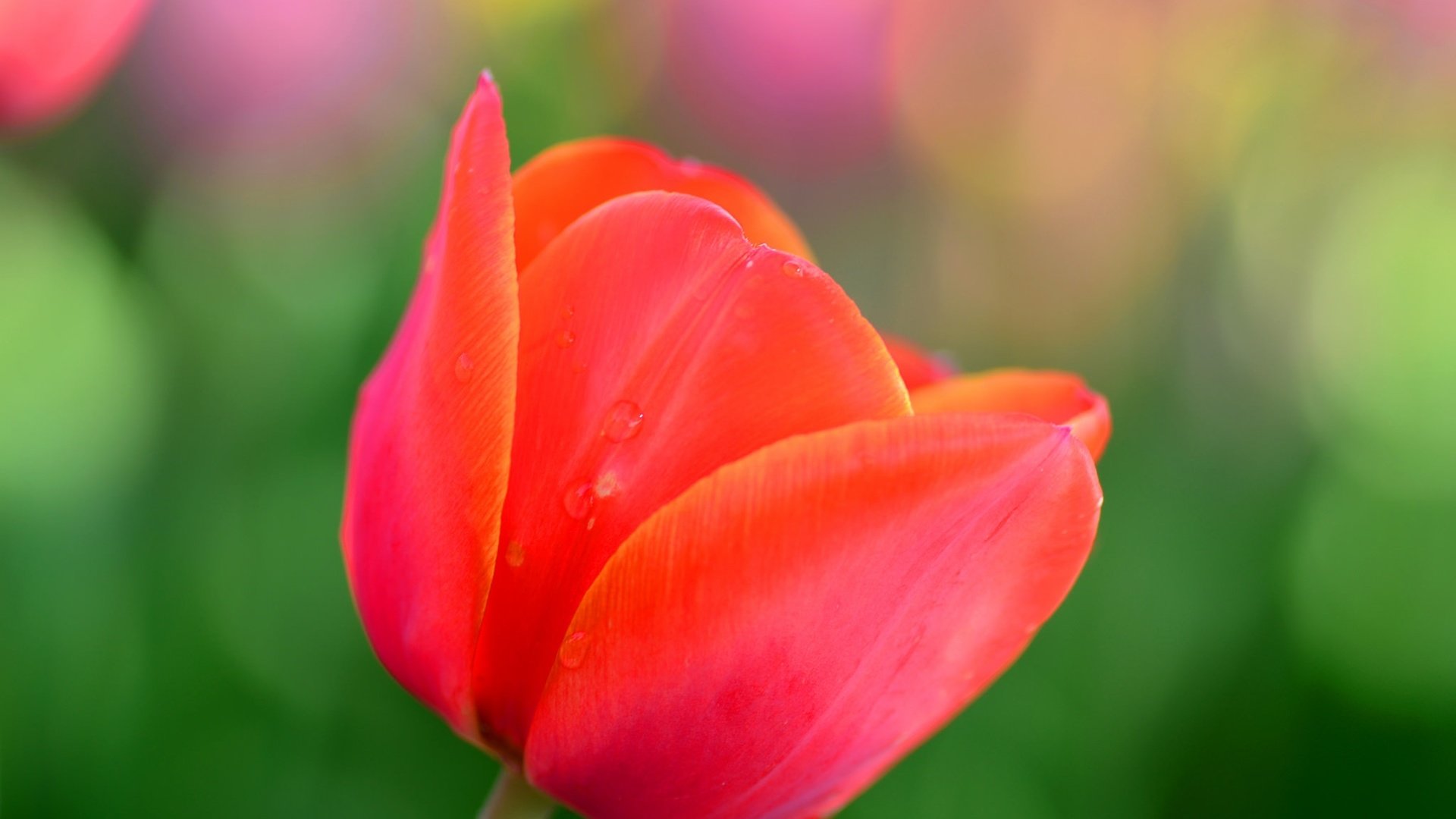 Обои природа, макро, цветок, лепестки, красный, весна, тюльпан, nature, macro, flower, petals, red, spring, tulip разрешение 2048x1356 Загрузить