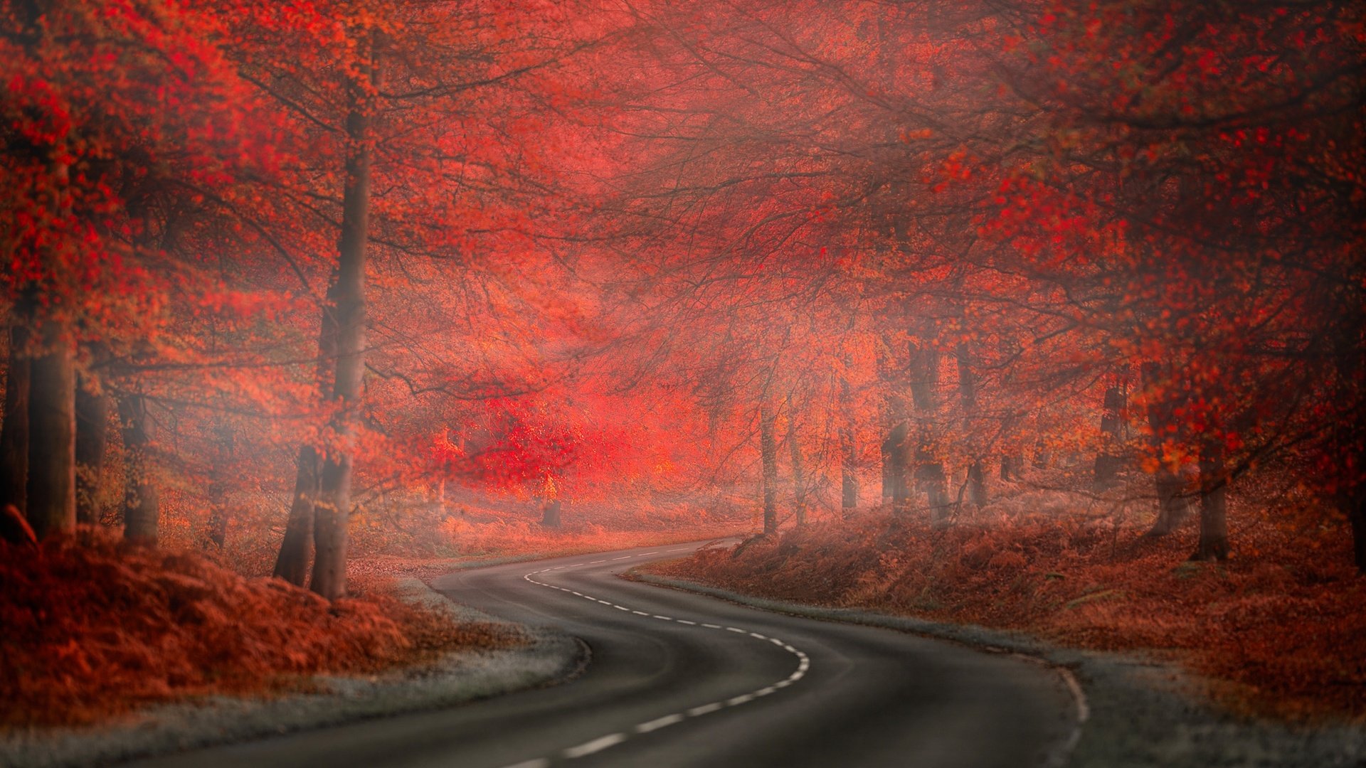 Обои дорога, природа., деревья, лес, листья, пейзаж, туман, осень, красные, road, nature., trees, forest, leaves, landscape, fog, autumn, red разрешение 2048x1363 Загрузить