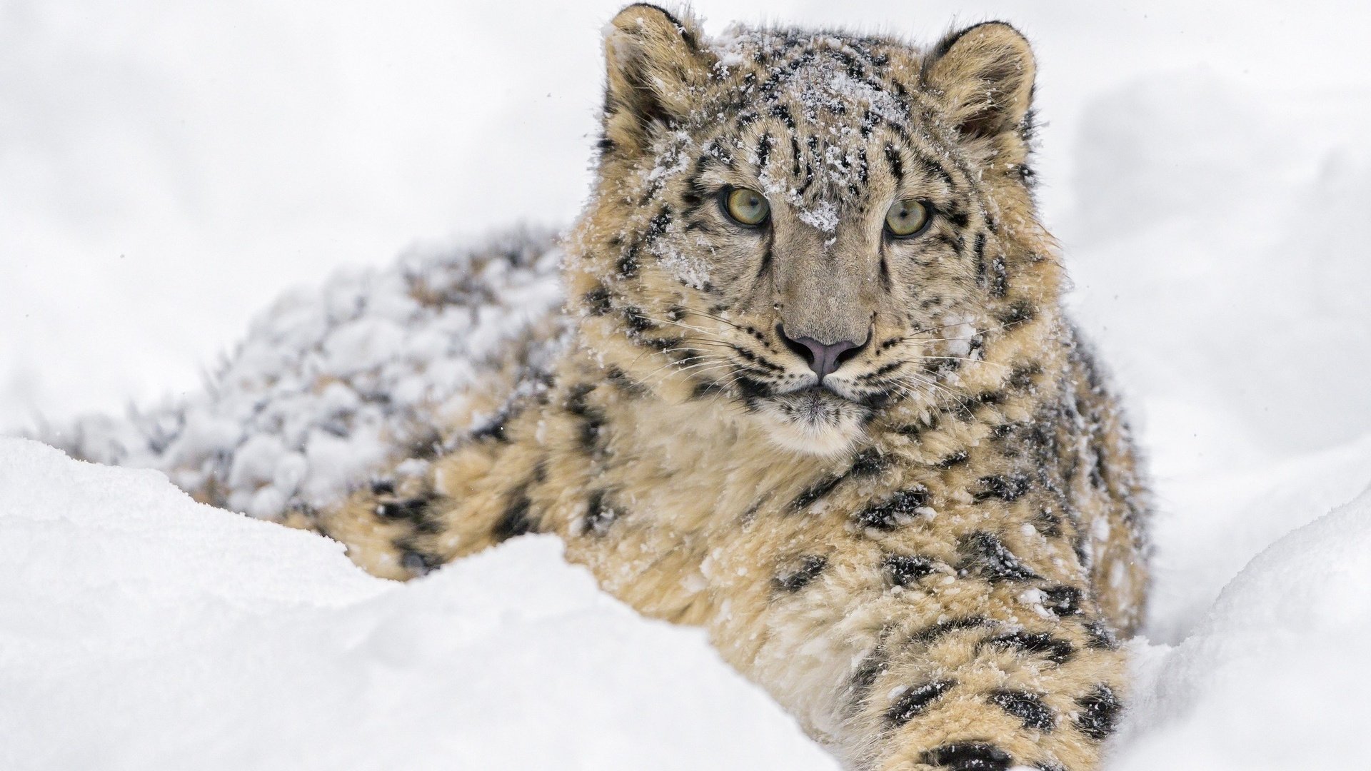 Обои дикая кошка, морда, молодой, снег, детеныш, зима, лежит, снежный леопард, хищник, снежный барс, ирбис, зоопарк, wild cat, face, young, snow, cub, winter, lies, predator, snow leopard, irbis, zoo разрешение 2560x1600 Загрузить