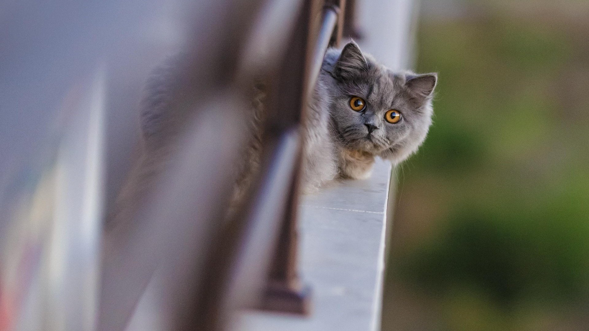 Обои кот, кошка, взгляд, балкон, голова, британская, длинношерстная, cat, look, balcony, head, british, longhair разрешение 1920x1200 Загрузить