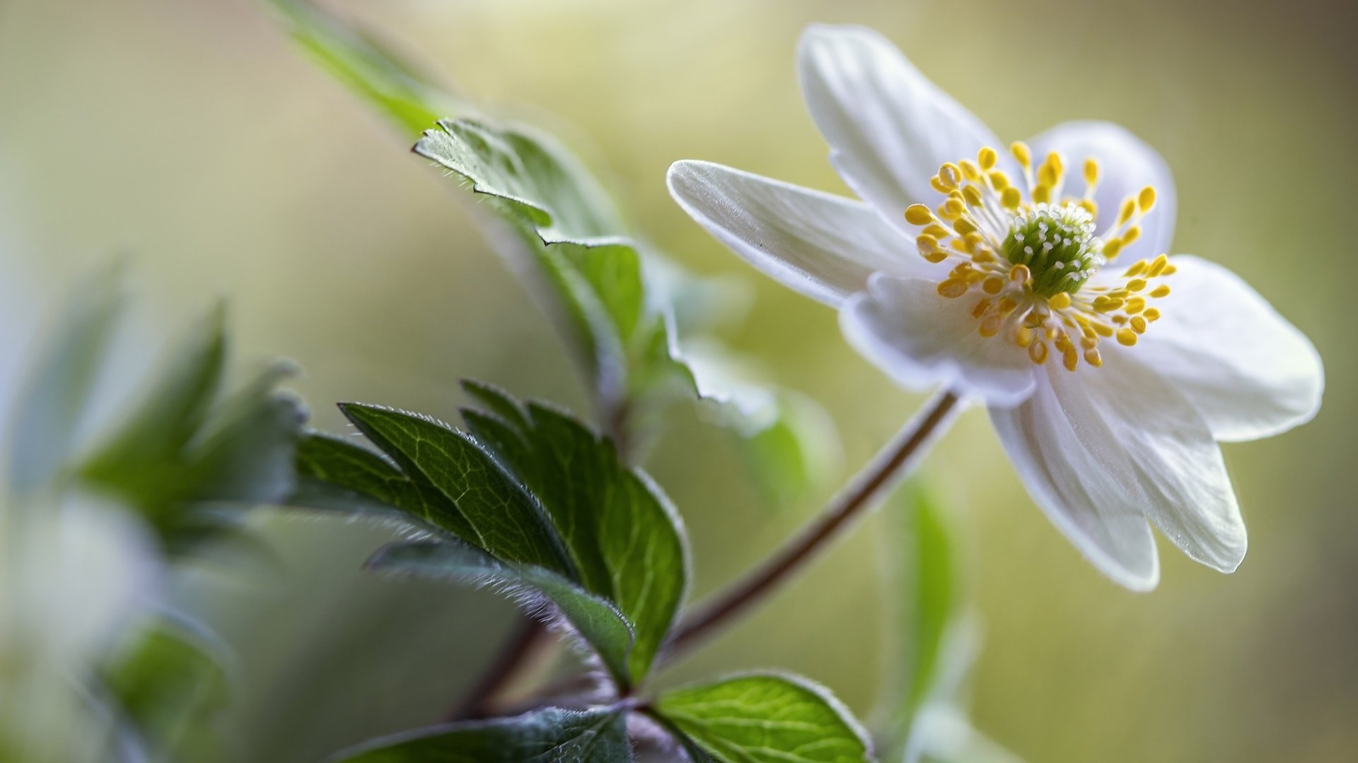 Обои цветок, белый, боке, анемона, ветреница, flower, white, bokeh, anemone разрешение 2048x1365 Загрузить