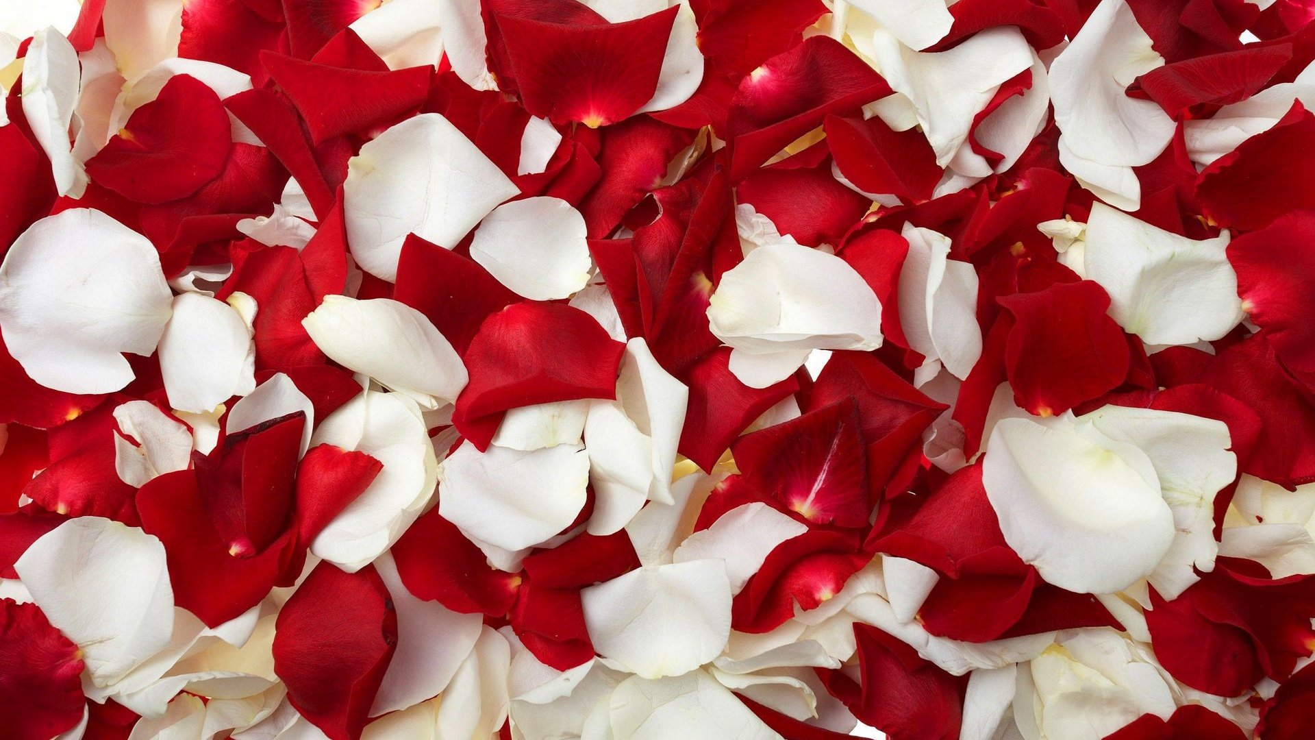 Обои цветы, роза, лепестки, красные, белые, flowers, rose, petals, red, white разрешение 1920x1200 Загрузить