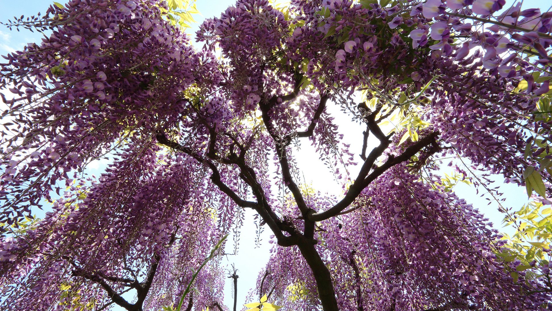 Обои цветы, дерево, цветение, глициния, лиловые, вистерия, flowers, tree, flowering, wisteria, purple разрешение 2048x1365 Загрузить