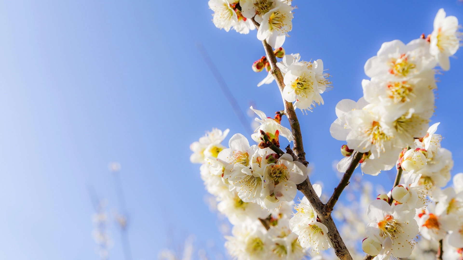 Обои небо, цветы, ветки, сад, весна, the sky, flowers, branches, garden, spring разрешение 2048x1416 Загрузить