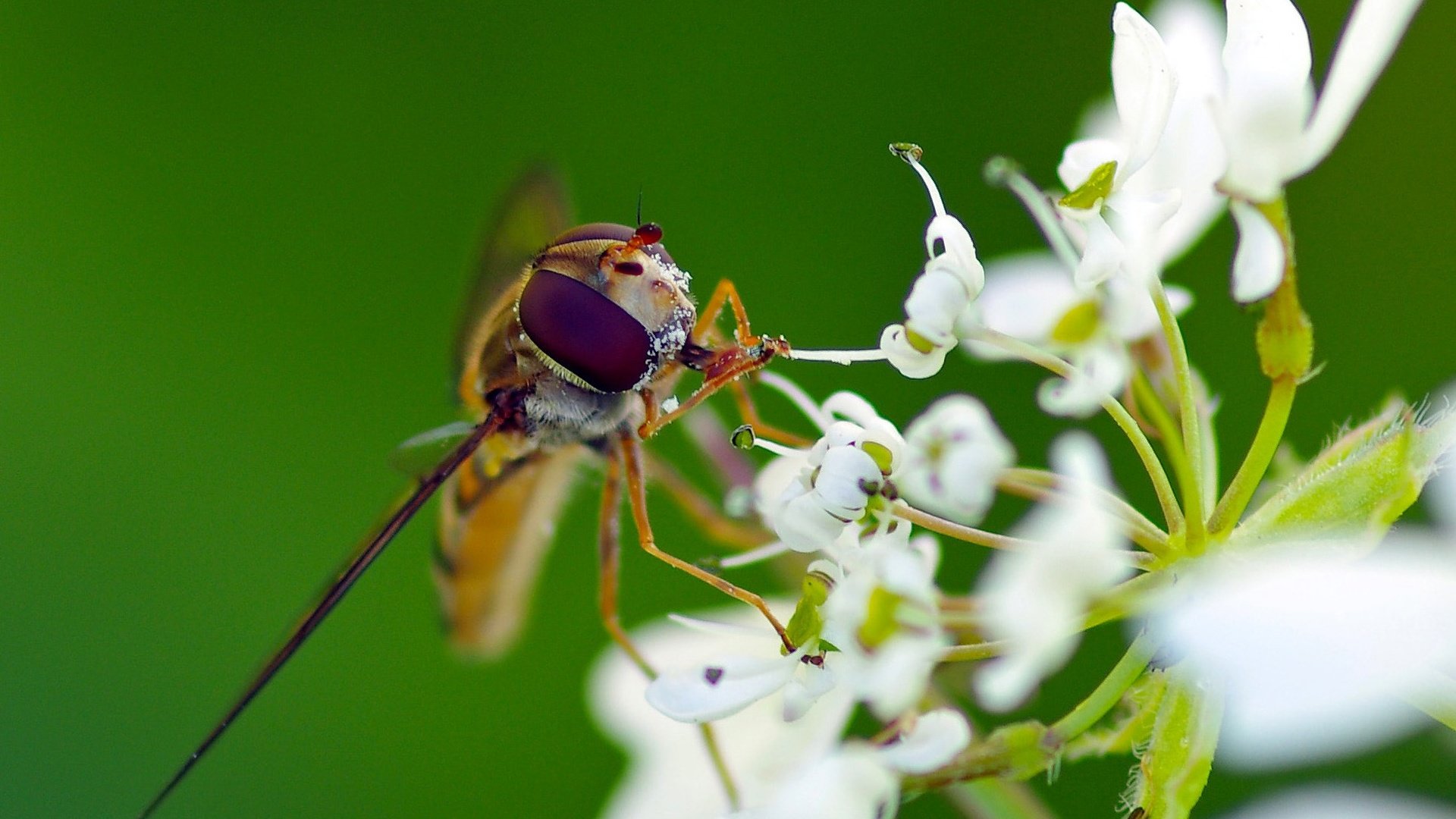 Обои макро, насекомое, цветок, белый, муха, журчалка, ziva & amir, macro, insect, flower, white, fly, gorzalka разрешение 1931x1287 Загрузить