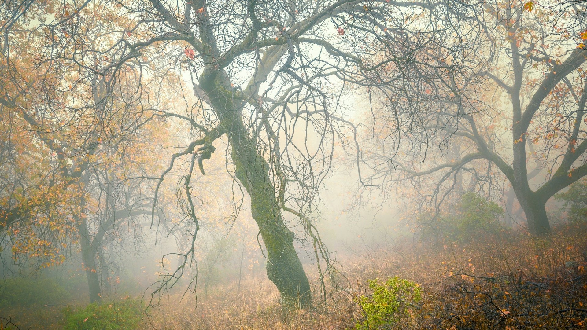 Обои деревья, лес, туман, склон, осень, trees, forest, fog, slope, autumn разрешение 2048x1470 Загрузить