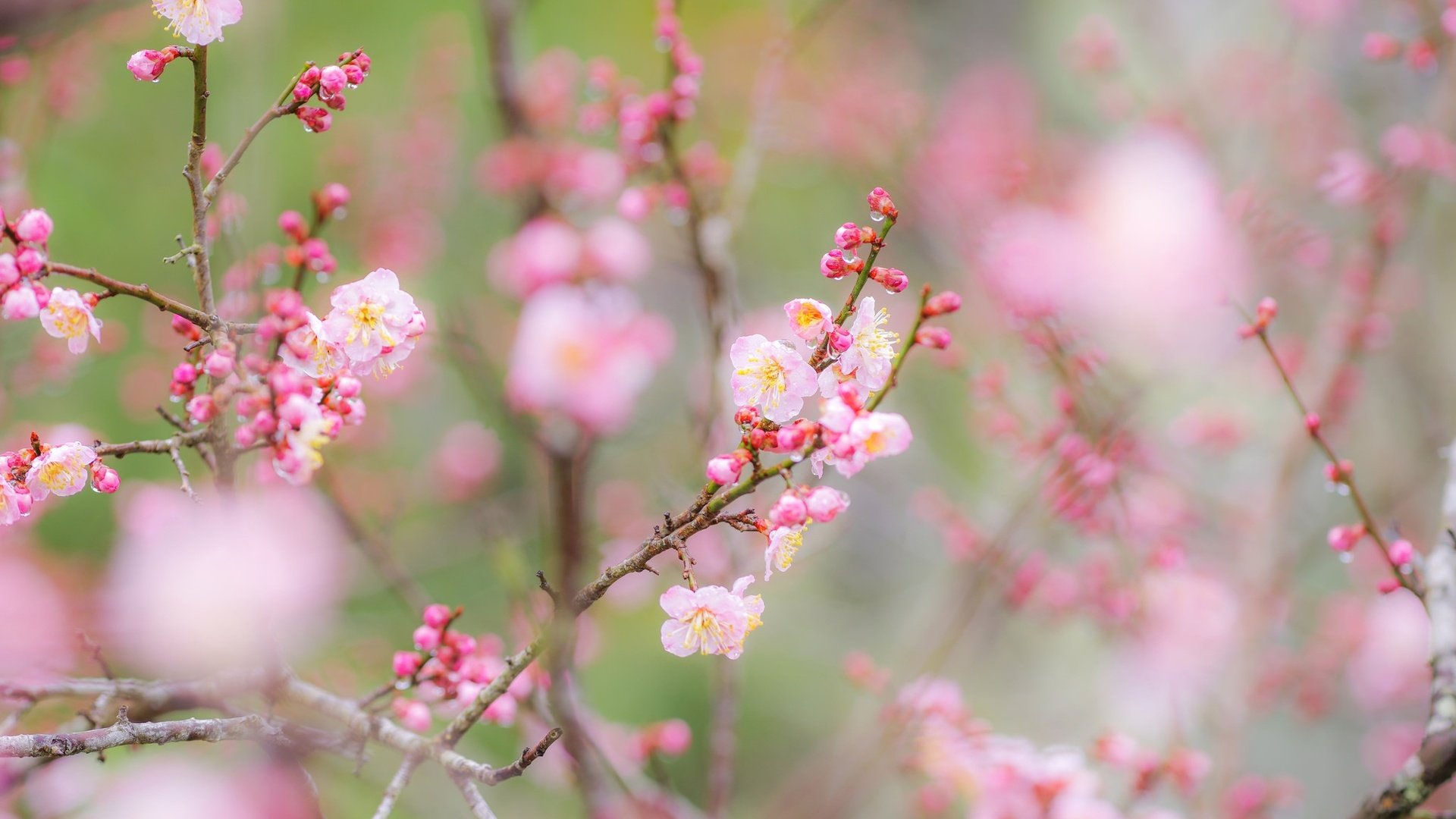 Обои цветы, ветки, сад, весна, flowers, branches, garden, spring разрешение 2048x1404 Загрузить