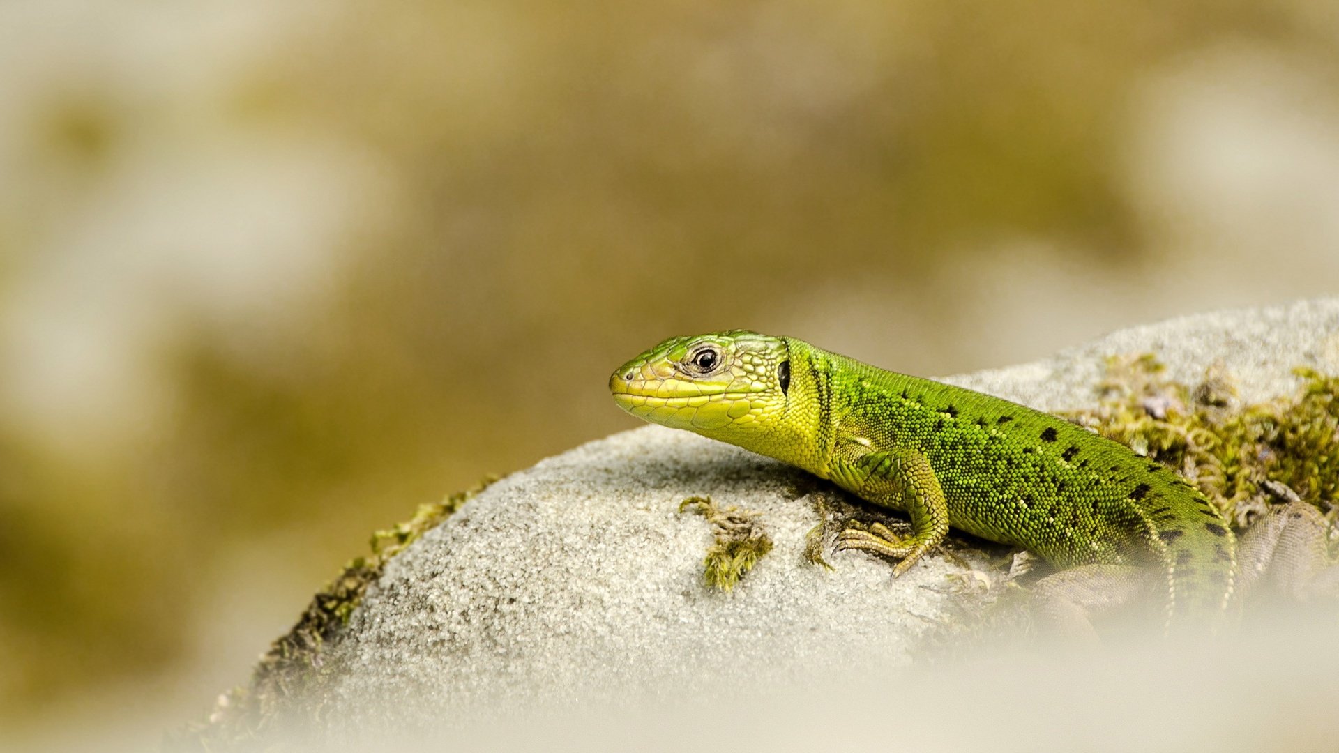 Обои природа, фон, ящерица, nature, background, lizard разрешение 2560x1633 Загрузить