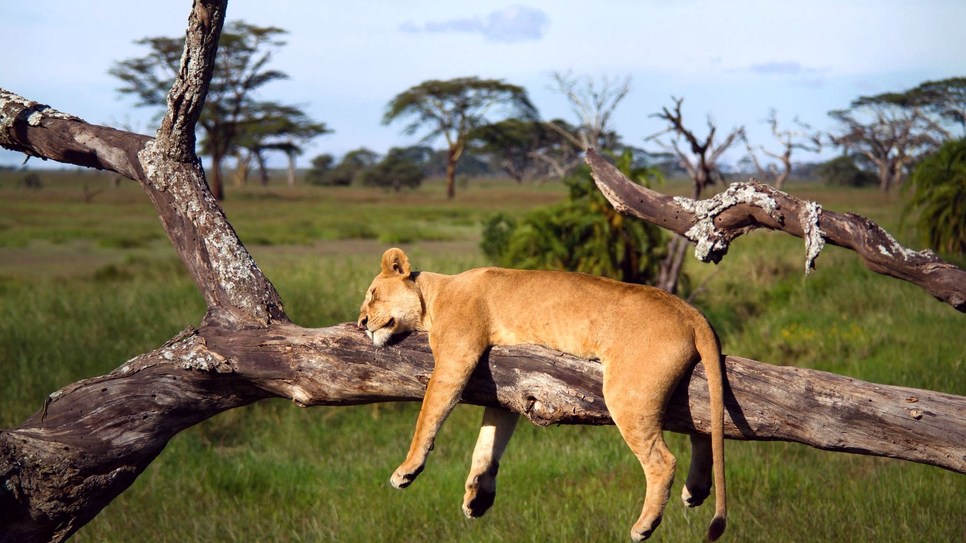 Обои дерево, спит, африка, лев, львица, серенгети, танзания, tree, sleeping, africa, leo, lioness, serengeti, tanzania разрешение 2048x1365 Загрузить
