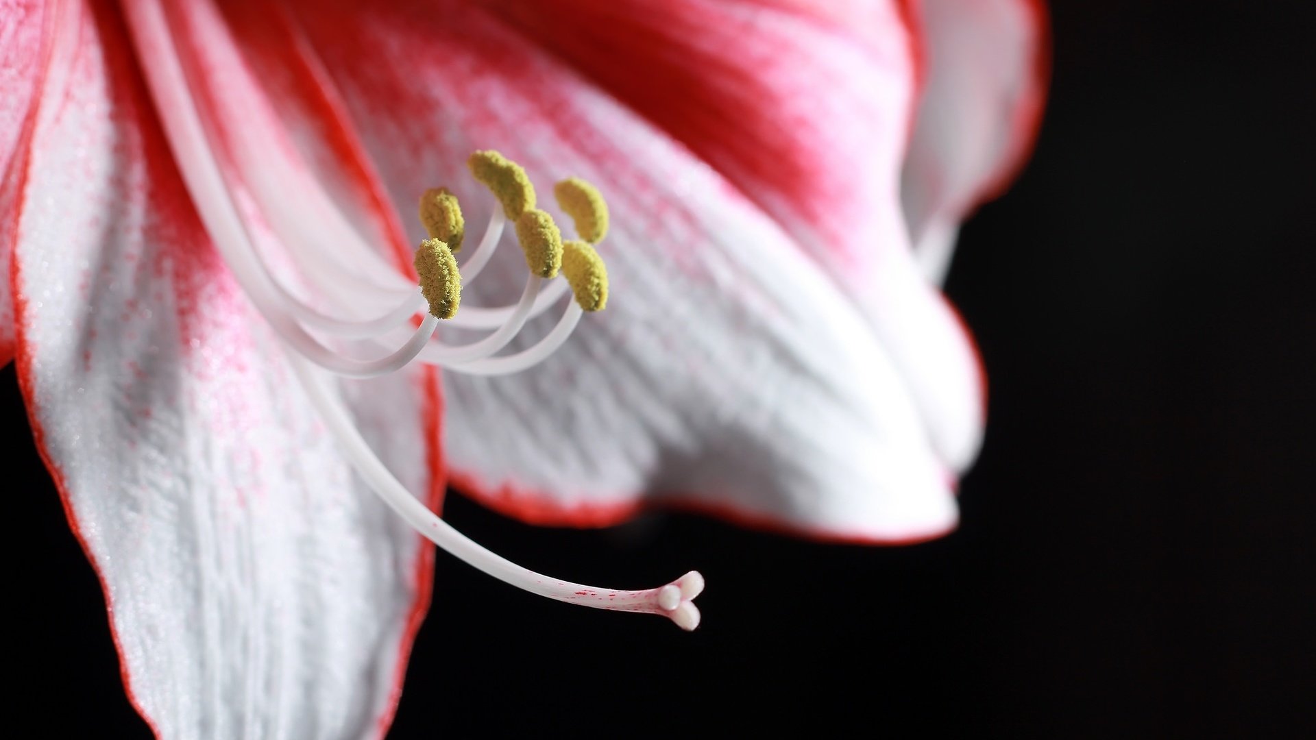 Обои макро, цветок, лепестки, красный, белый, лилия, темный фон, macro, flower, petals, red, white, lily, the dark background разрешение 2048x1365 Загрузить