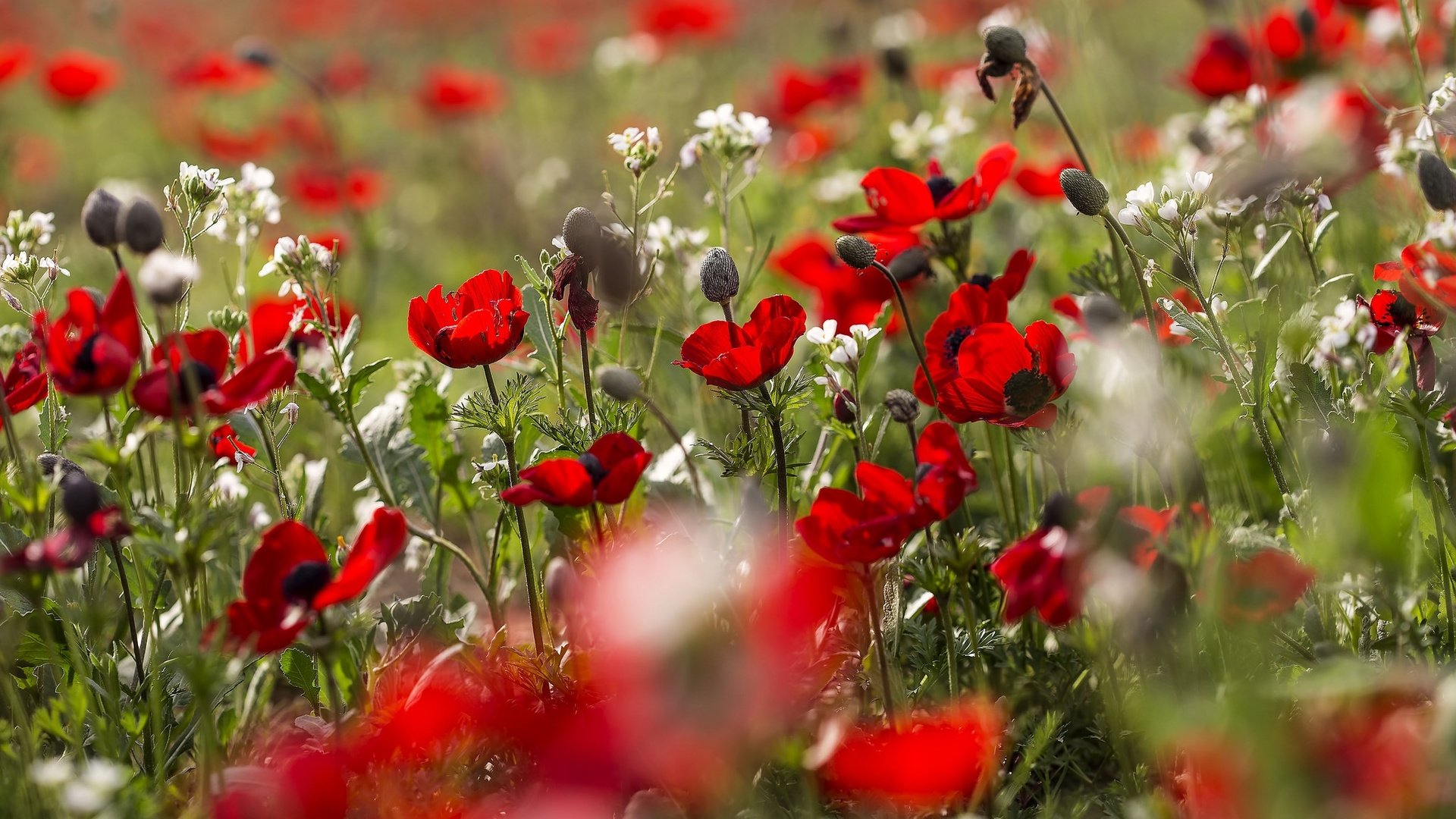 Обои цветы, природа, поле, лето, красные, маки, маковое поле, flowers, nature, field, summer, red, maki, poppy field разрешение 2048x1365 Загрузить