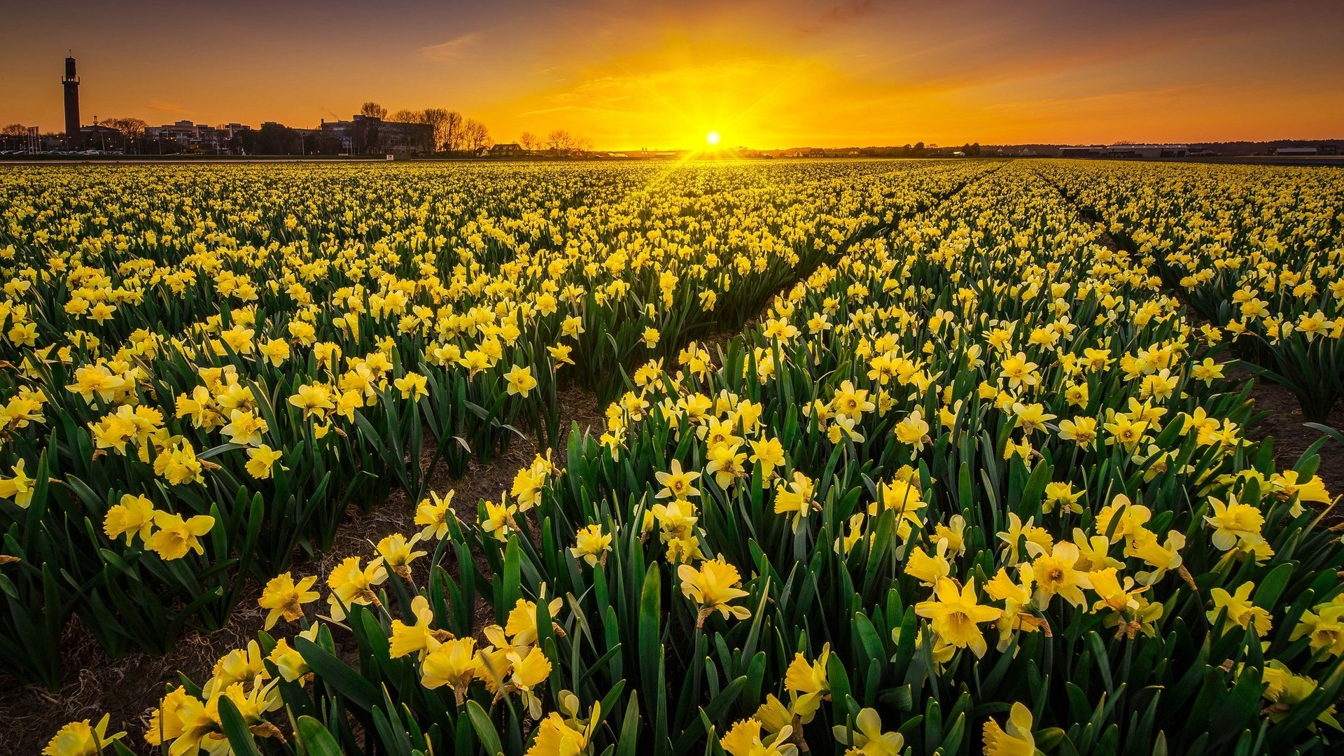 Обои цветы, закат, пейзаж, нидерланды, нарцисы, albert dros, flowers, sunset, landscape, netherlands, the narciso разрешение 2048x1365 Загрузить