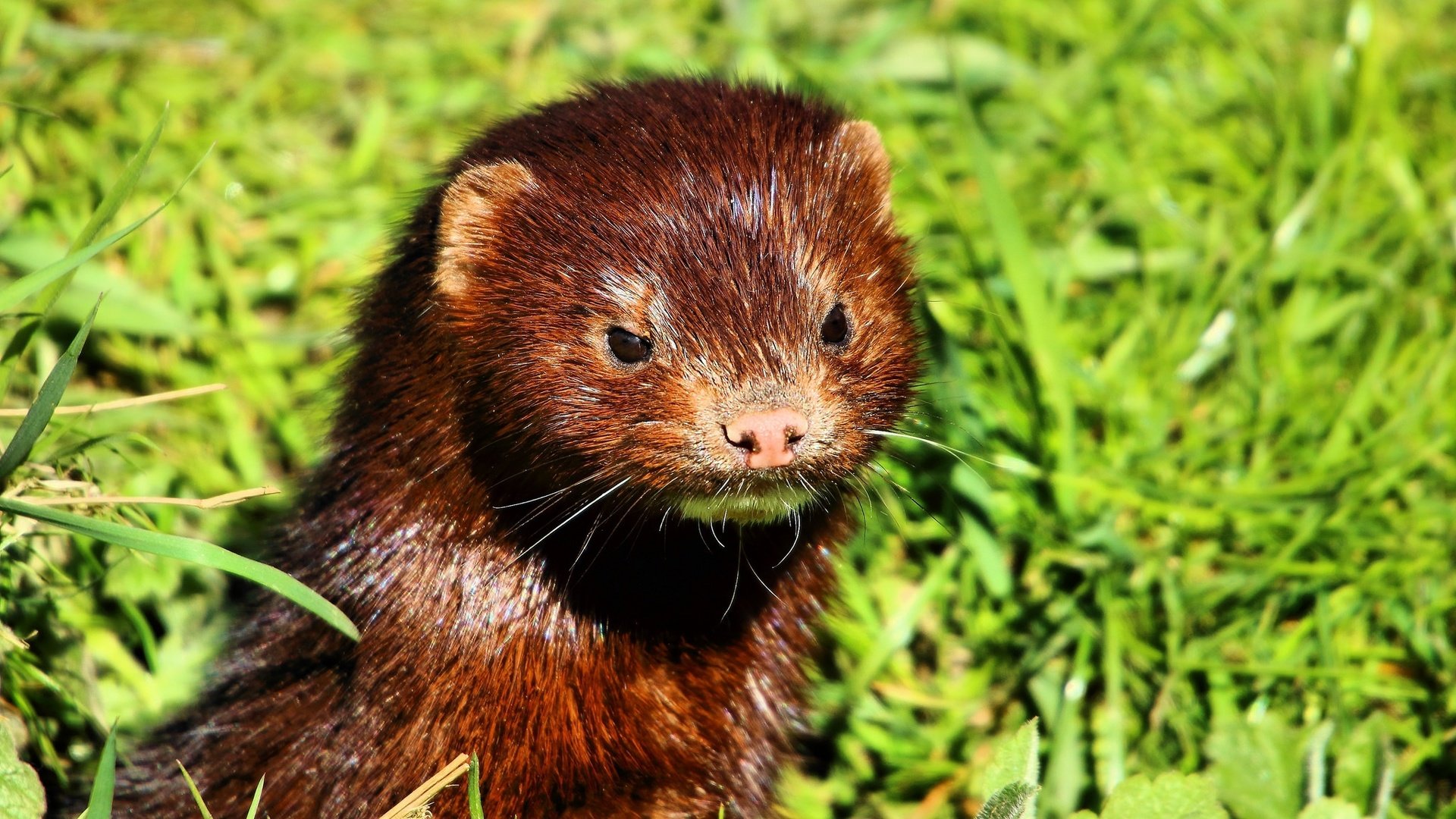 Обои морда, трава, взгляд, животное, мех, норка, face, grass, look, animal, fur, st. разрешение 2048x1365 Загрузить