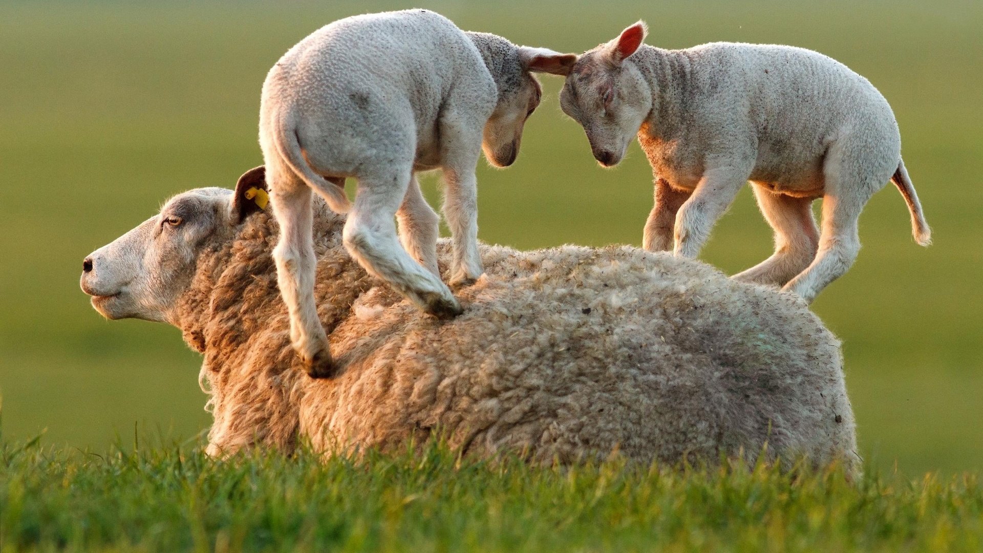 Обои трава, игра, овцы, бараны, ягнята, grass, the game, sheep, lambs разрешение 2500x1667 Загрузить
