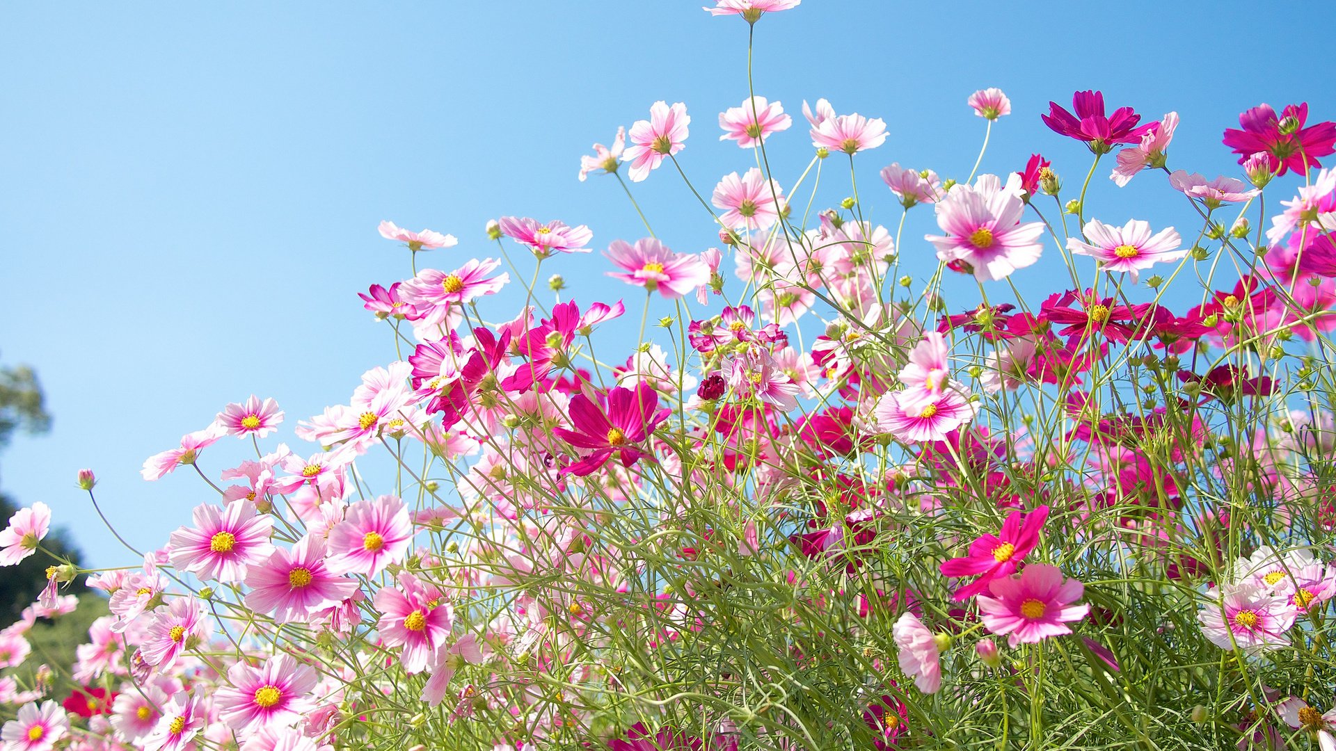 Обои небо, цветы, природа, поле, лепестки, луг, космея, the sky, flowers, nature, field, petals, meadow, kosmeya разрешение 2048x1365 Загрузить