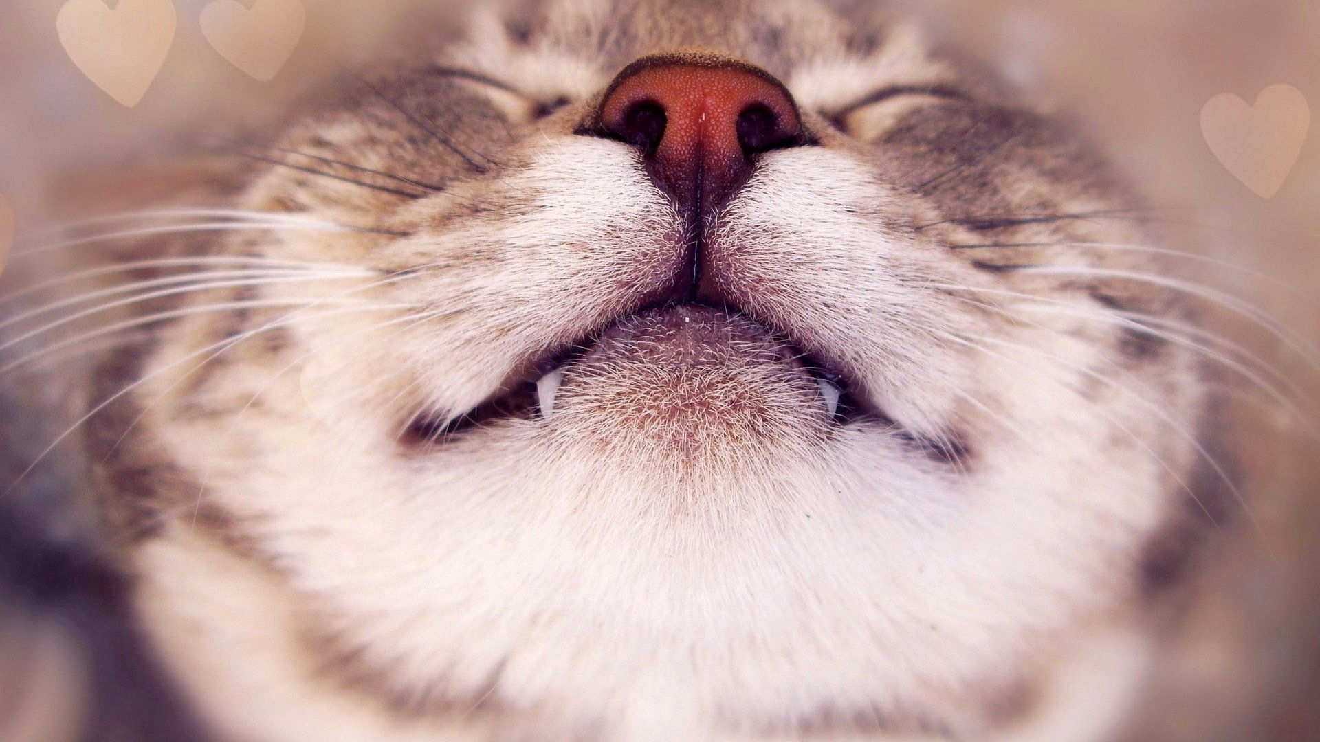 Обои морда, кот, усы, кошка, клыки, нос, face, cat, mustache, fangs, nose разрешение 2560x1600 Загрузить