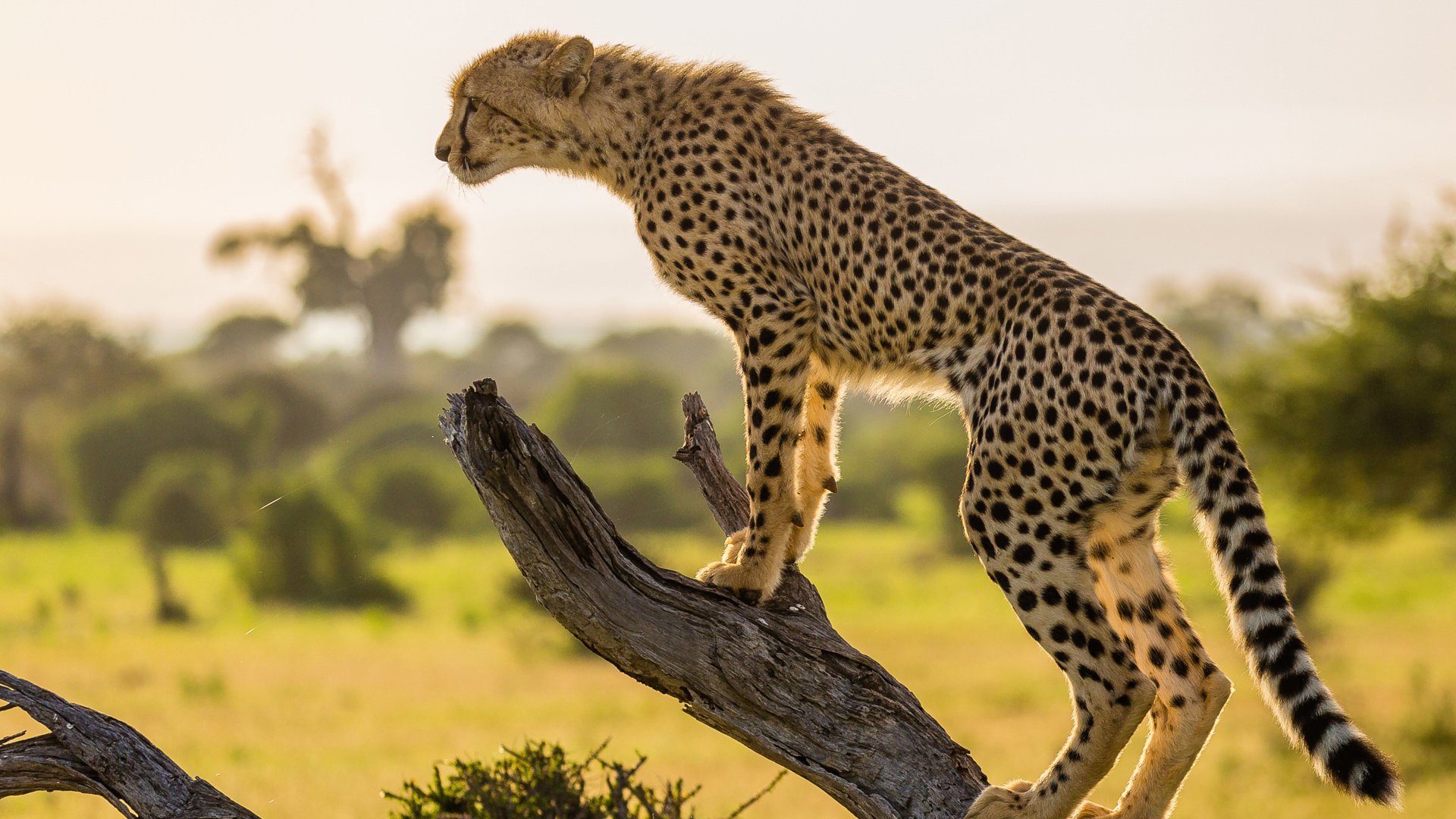 Обои ветка, дерево, африка, хищник, гепард, branch, tree, africa, predator, cheetah разрешение 2048x1365 Загрузить