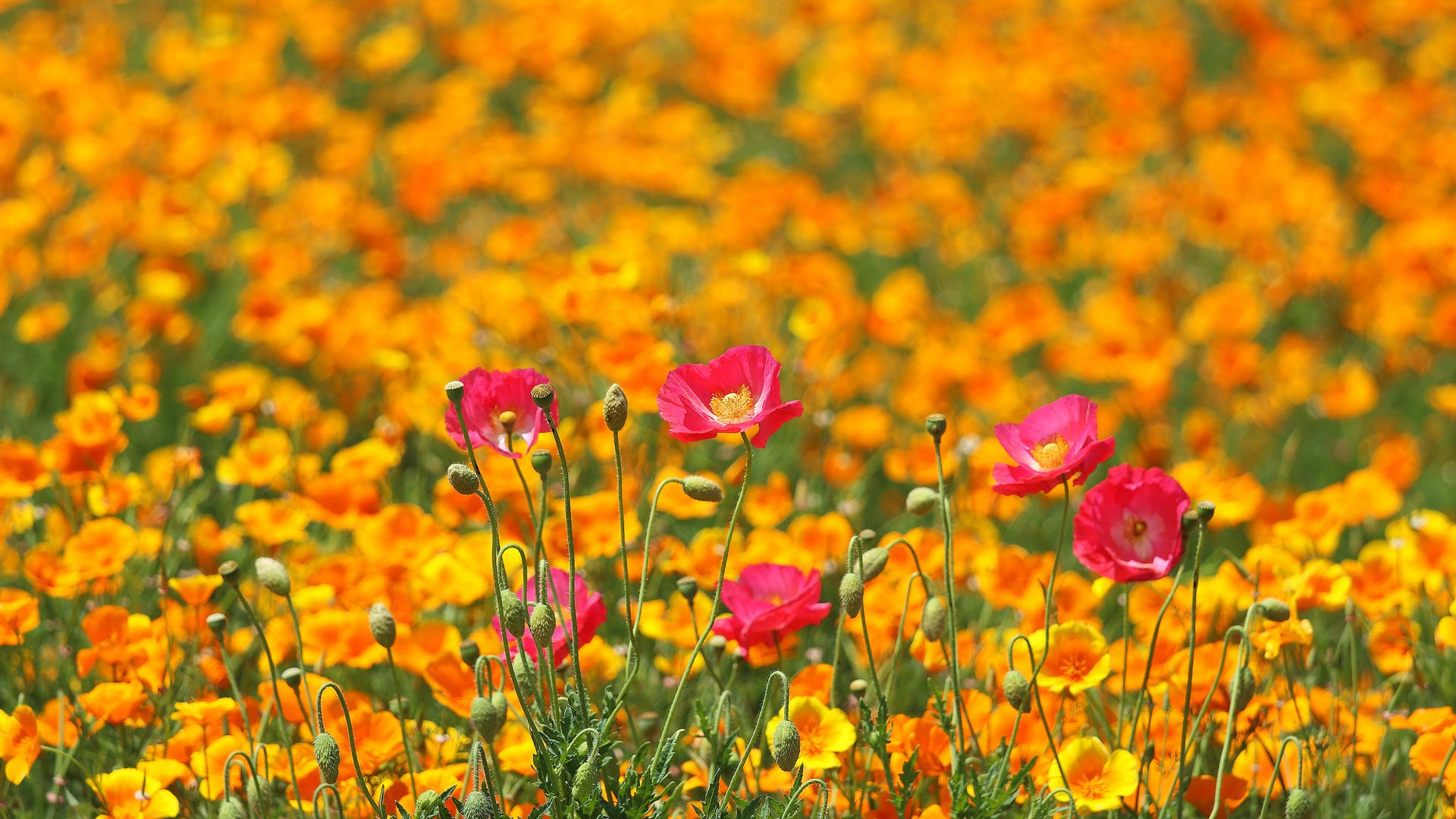 Обои цветы, поле, маки, луг, весна, разные вместе, flowers, field, maki, meadow, spring, different together разрешение 2048x1365 Загрузить