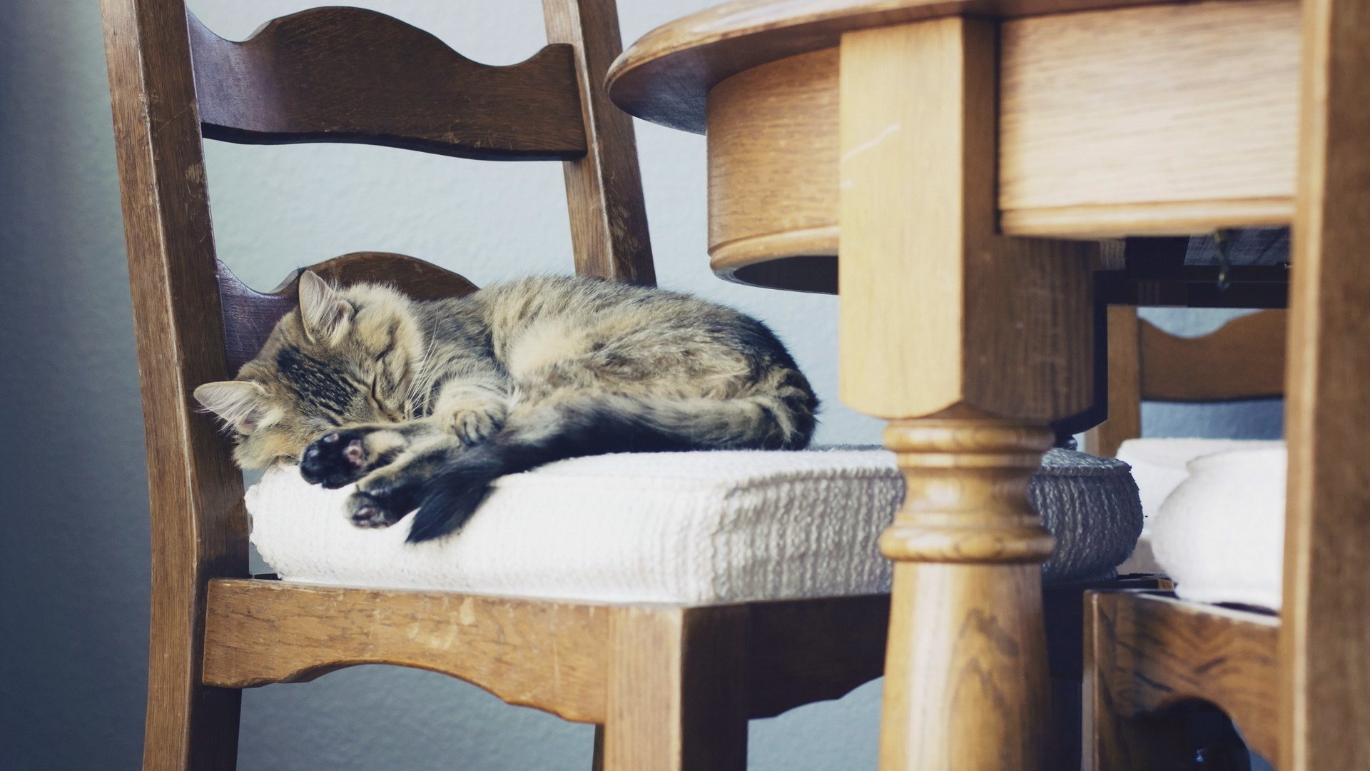 Обои кошка, стул, дом, уют, cat, chair, house, comfort разрешение 1920x1200 Загрузить