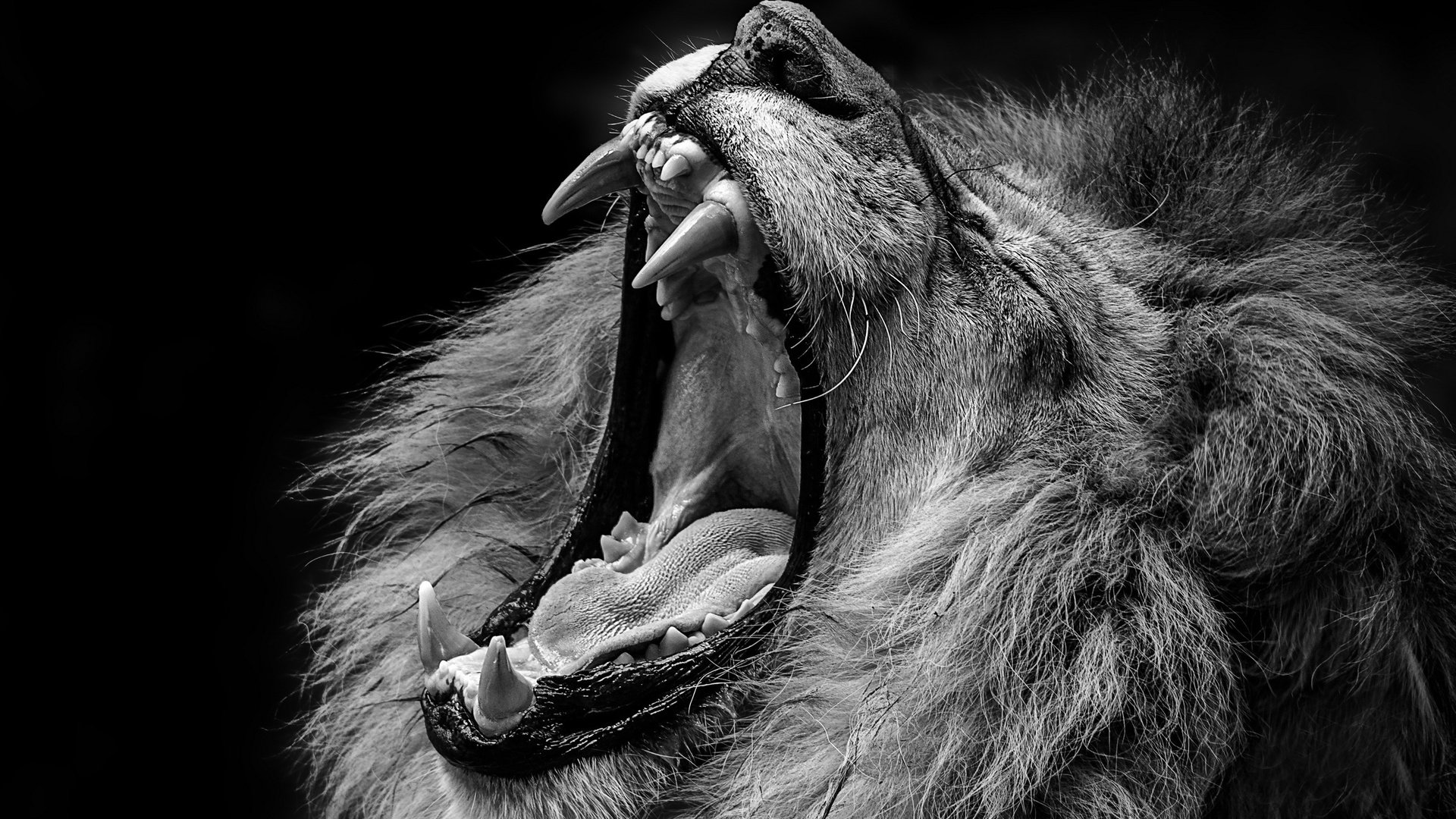 Обои чёрно-белое, хищник, лев, зверь, пасть, black and white, predator, leo, beast, mouth разрешение 2560x1600 Загрузить