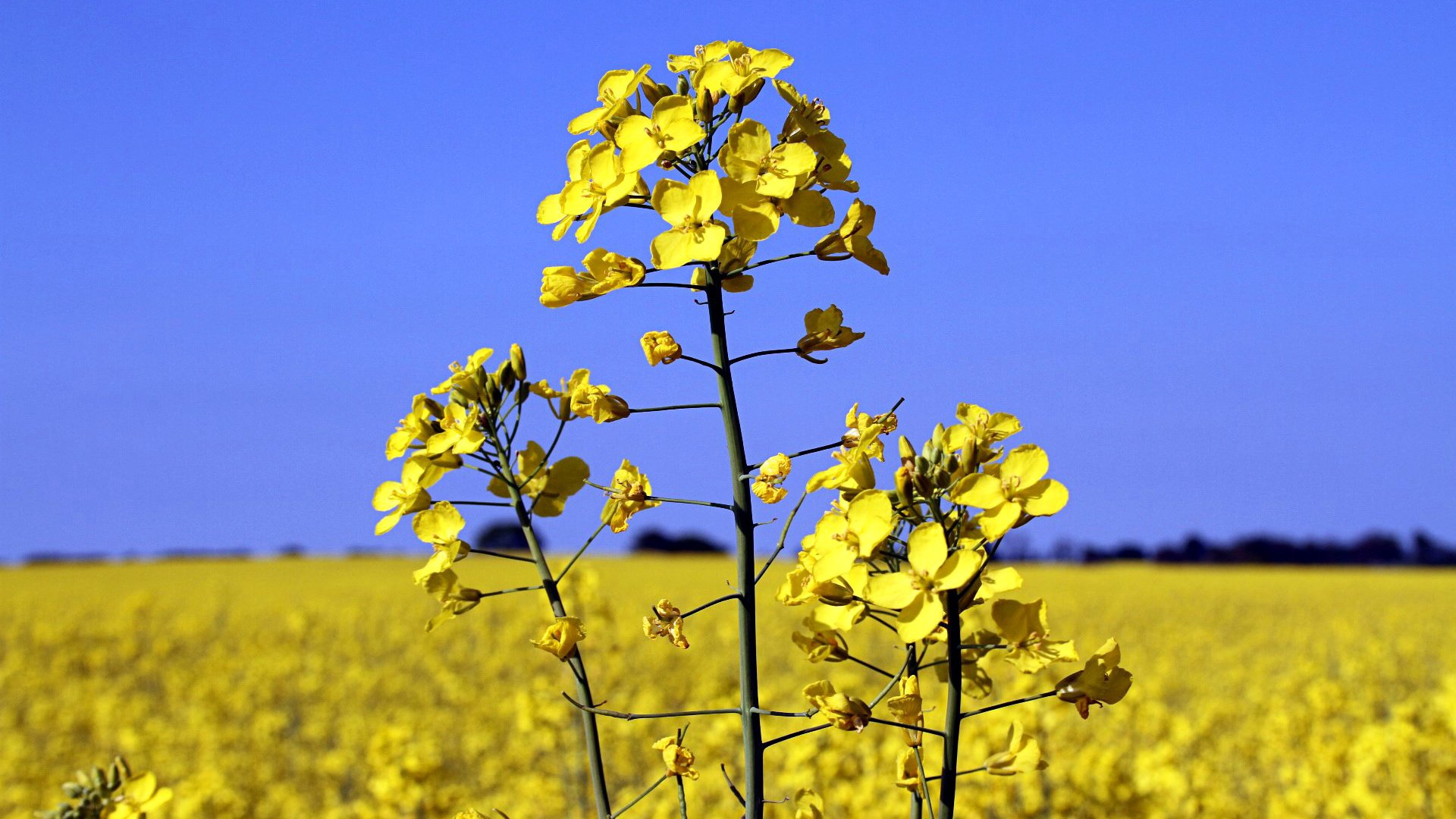 Обои небо, цветы, пейзаж, поле, растение, рапс, the sky, flowers, landscape, field, plant, rape разрешение 1920x1200 Загрузить