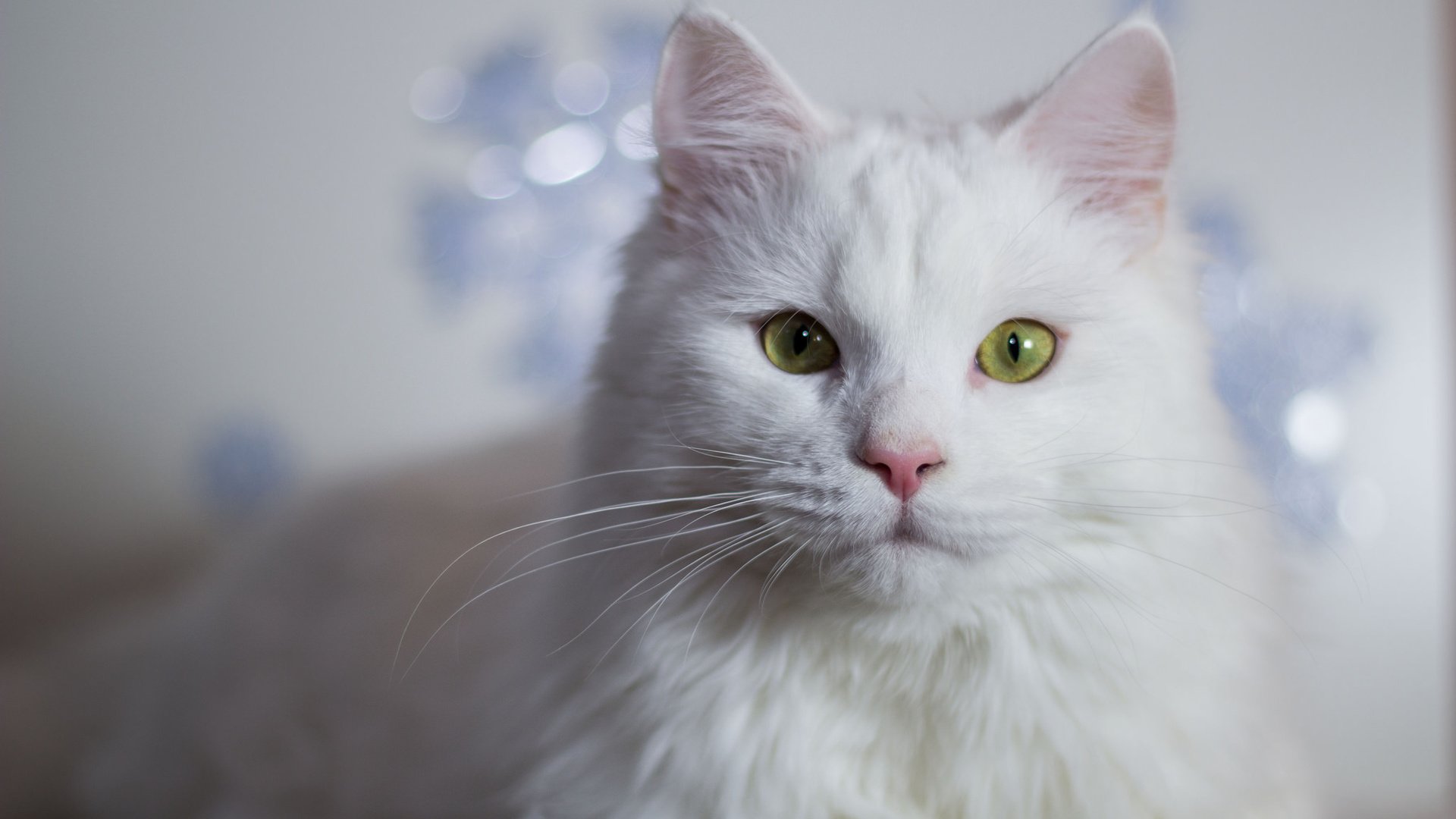 Обои глаза, усы, кошка, белая, eyes, mustache, cat, white разрешение 2048x1365 Загрузить