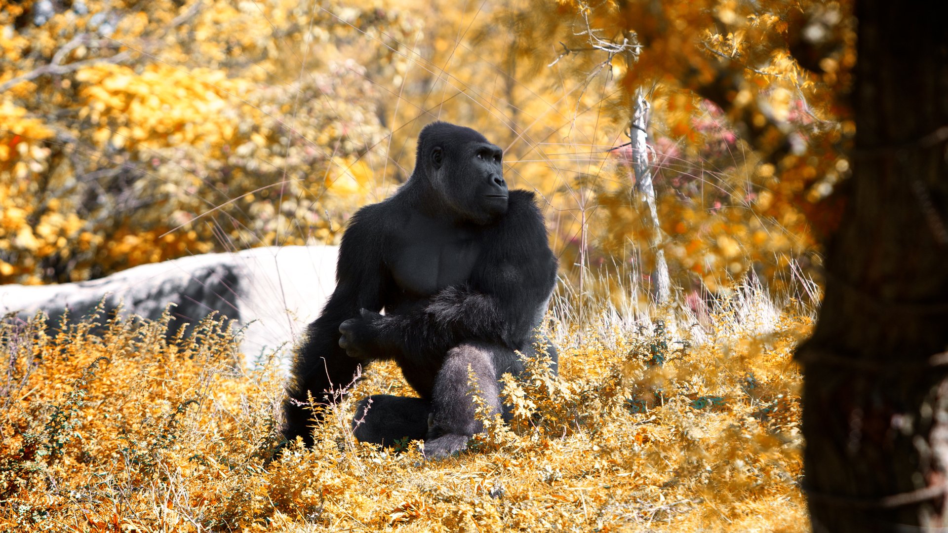 Обои лес, осень, животное, обезьяна, горилла, примат, black gorilla, forest, autumn, animal, monkey, gorilla, the primacy of разрешение 2560x1600 Загрузить